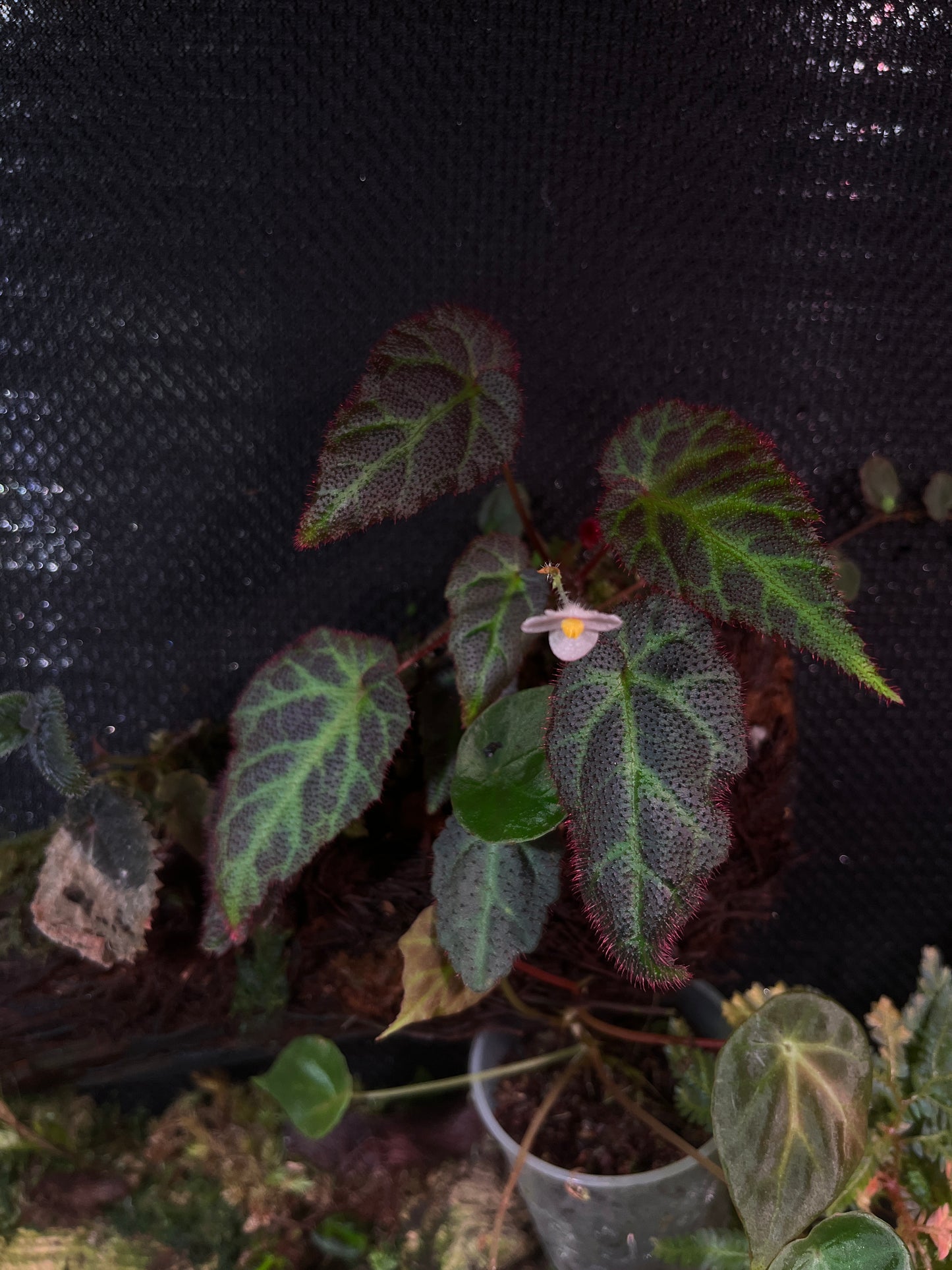 Begonia sp (Sumatra)