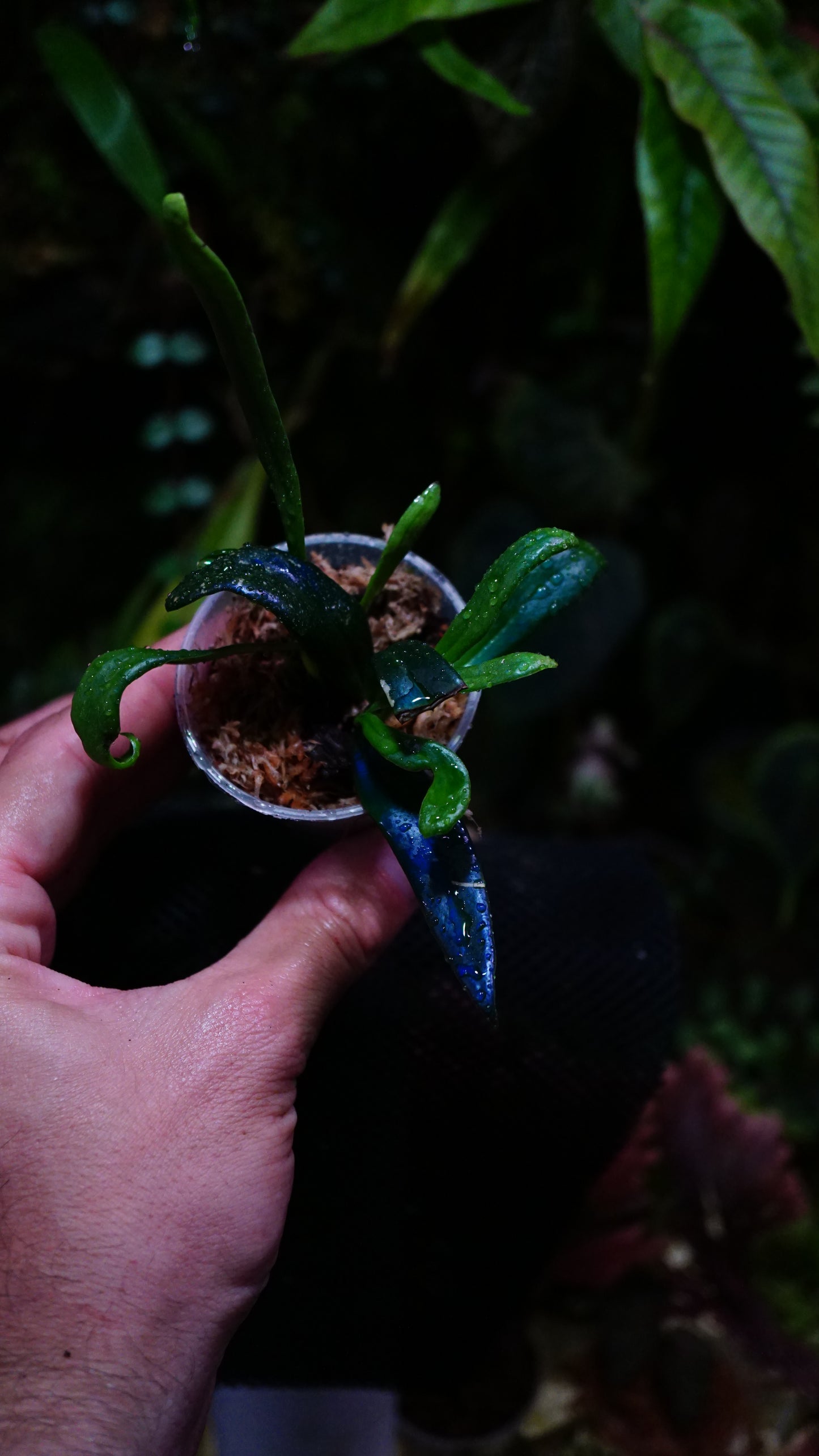 Microsorum steerei