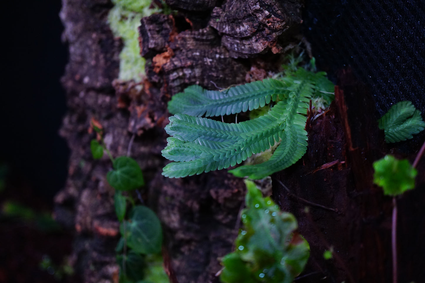 Selaginella big leaf (brooksii)