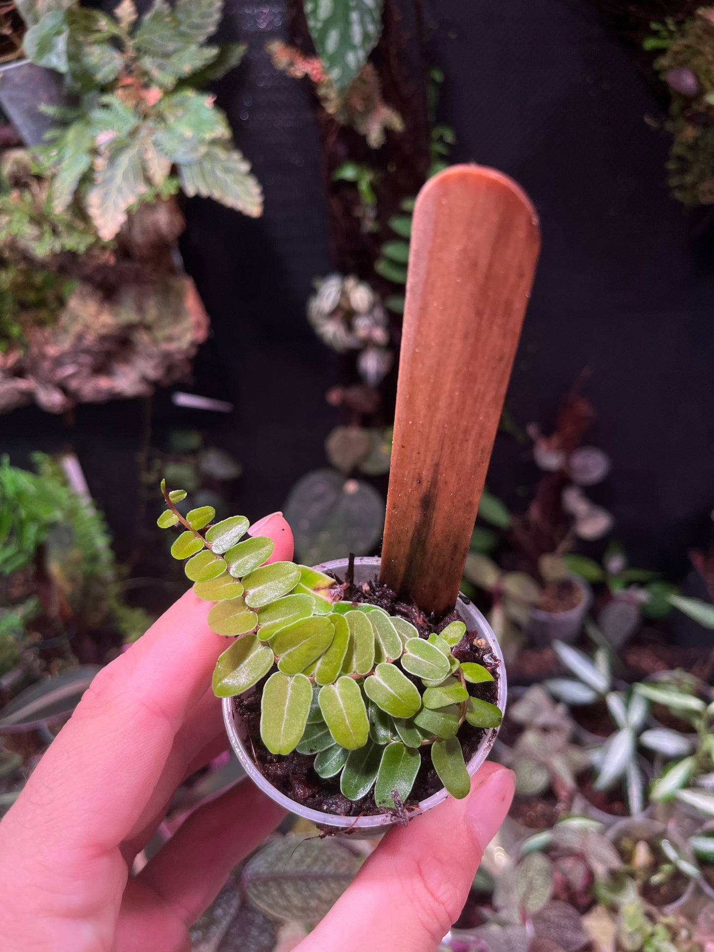 Marcgravia umbellata
