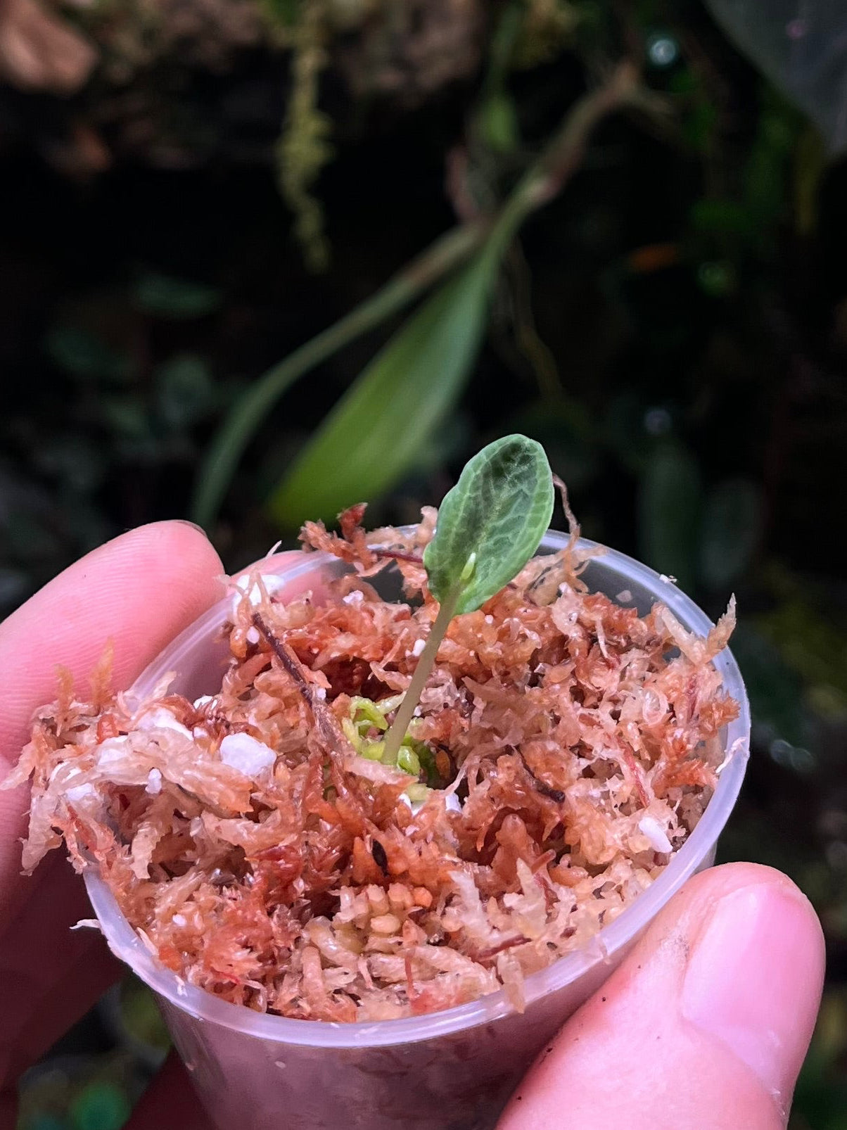 Corybas fornicatus ( bulbe 3-4mm )