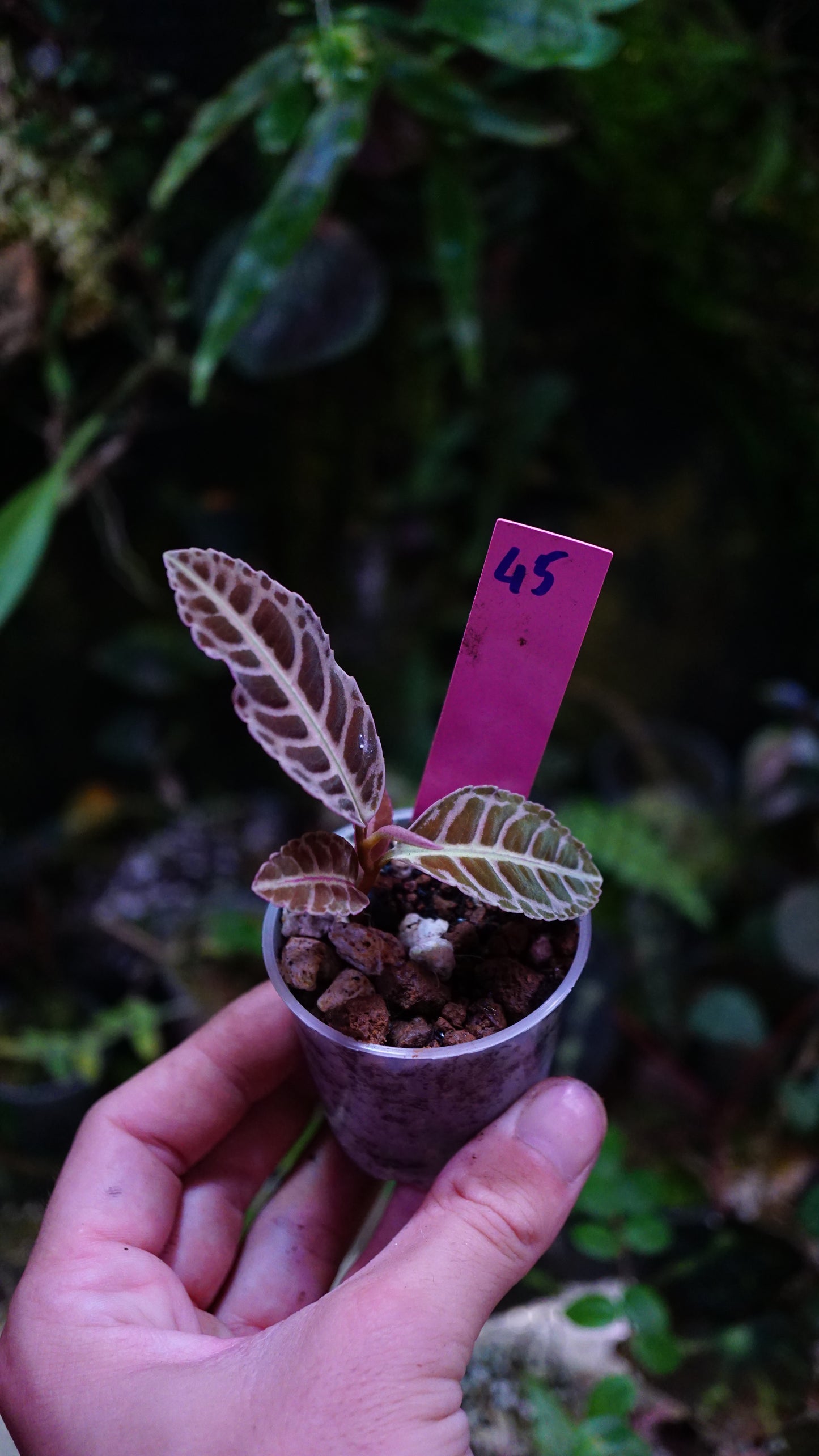 Emblemantha ( labisia ) N 45
