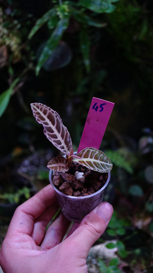 Emblemantha turtle back (labisia) N 20