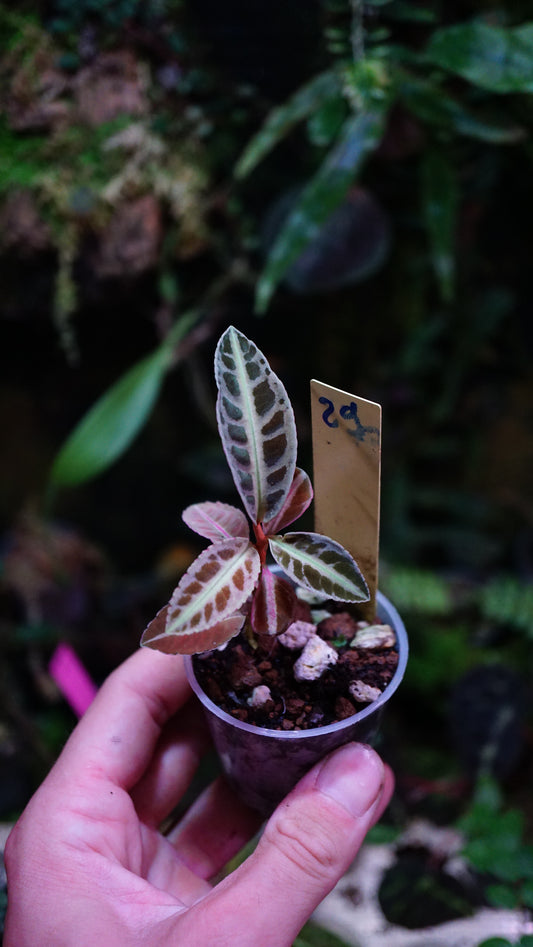 Emblemantha (labisia) N 1