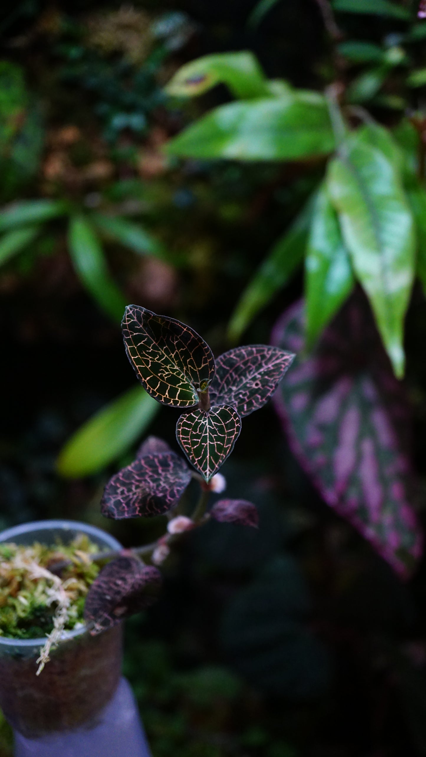 Anoectochilus annamensis