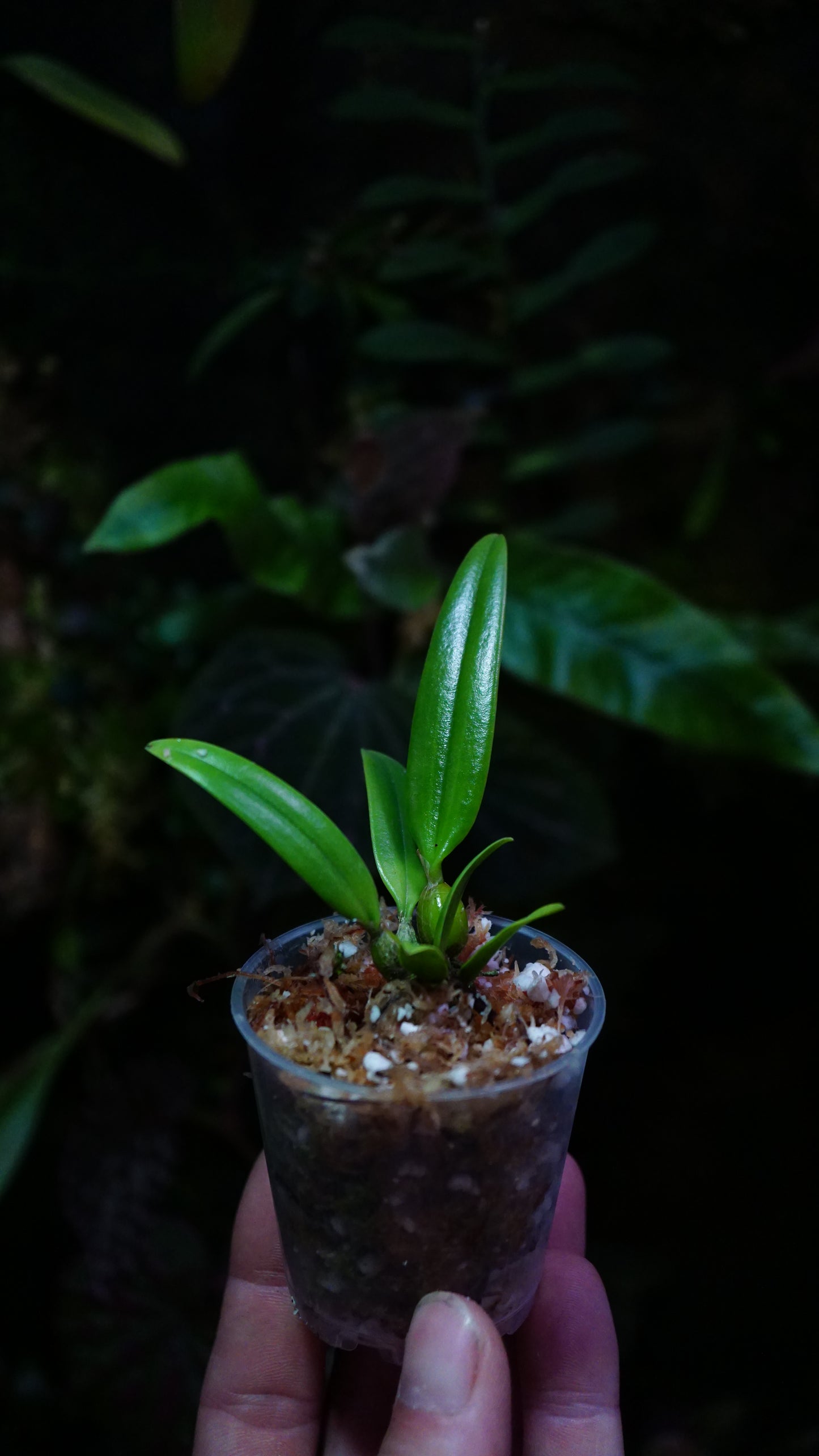 Bulbophyllum sp salmoneum