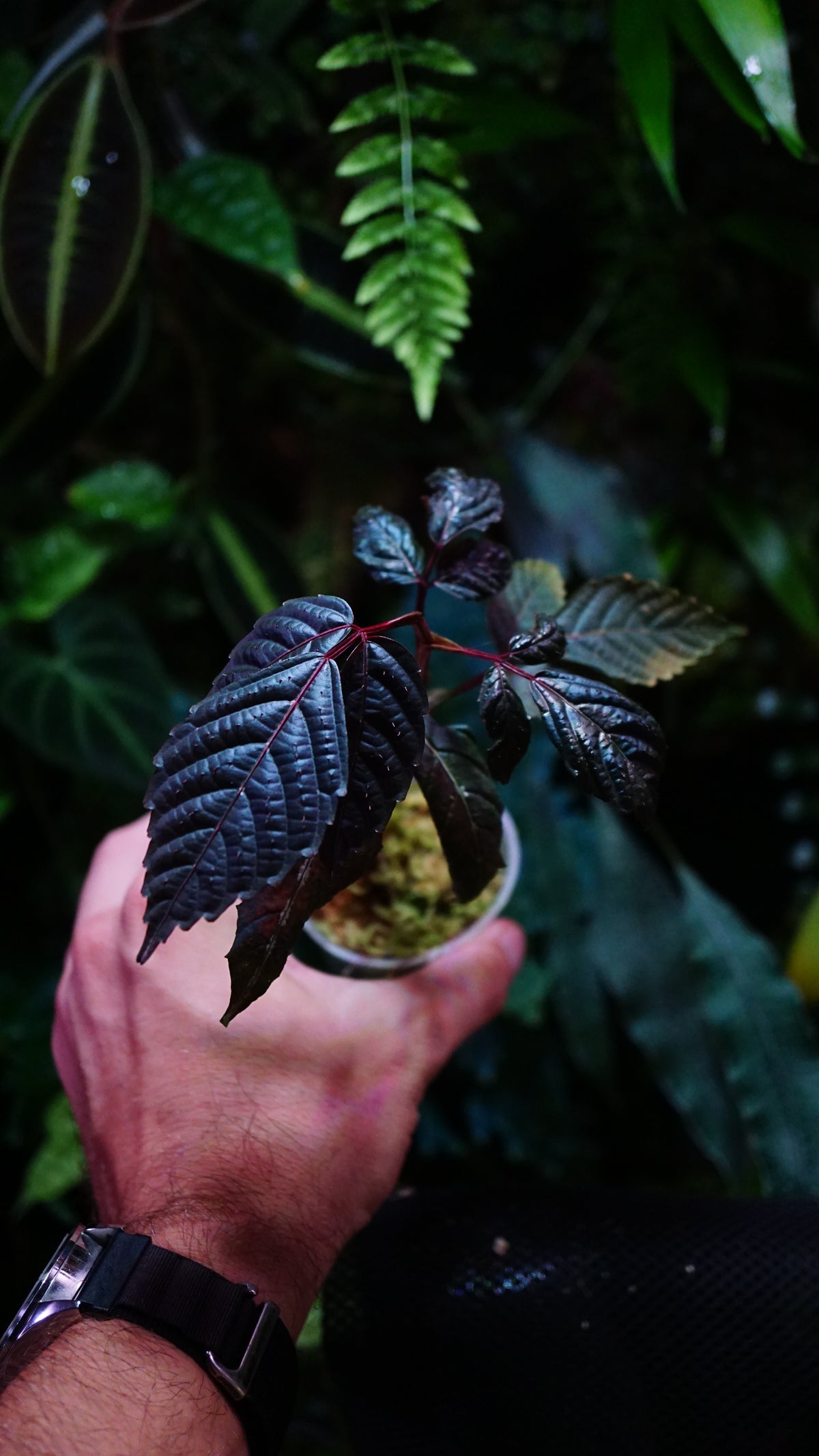 Leea amabilis