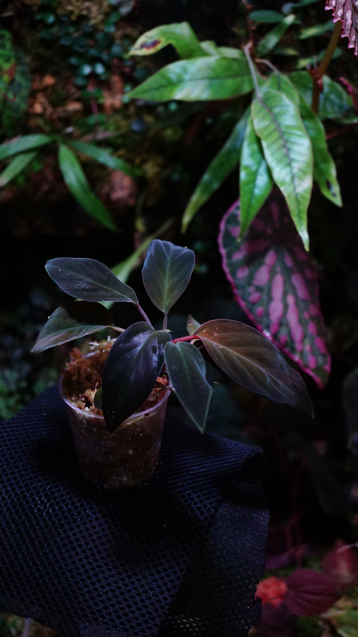 Homalomena humilis