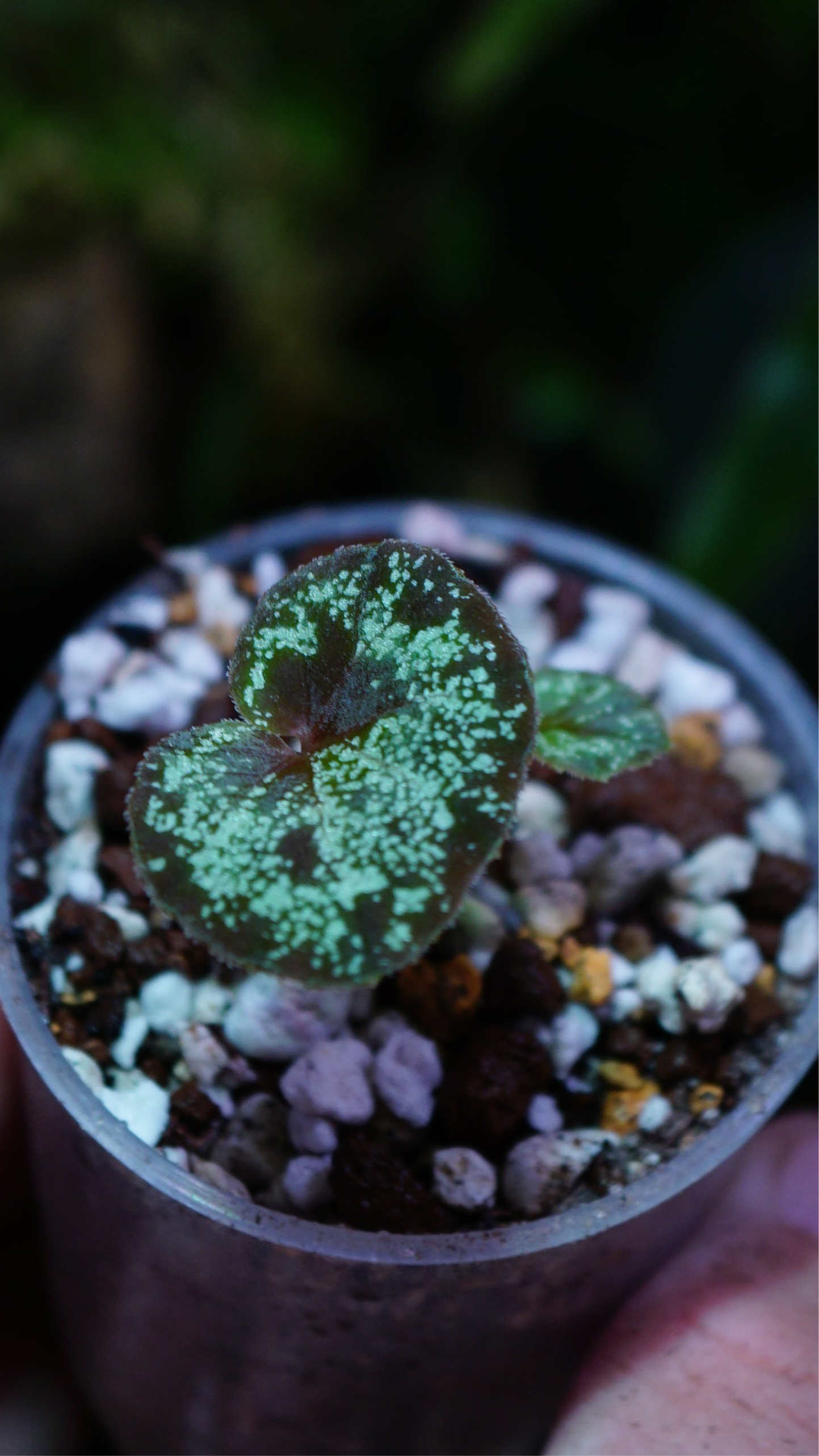 Bégonia curtisii ( krabi form )
