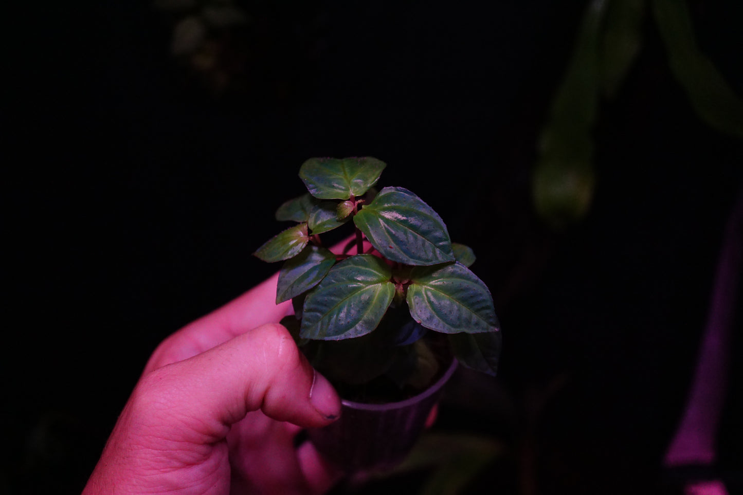 Sonerila sp blue
