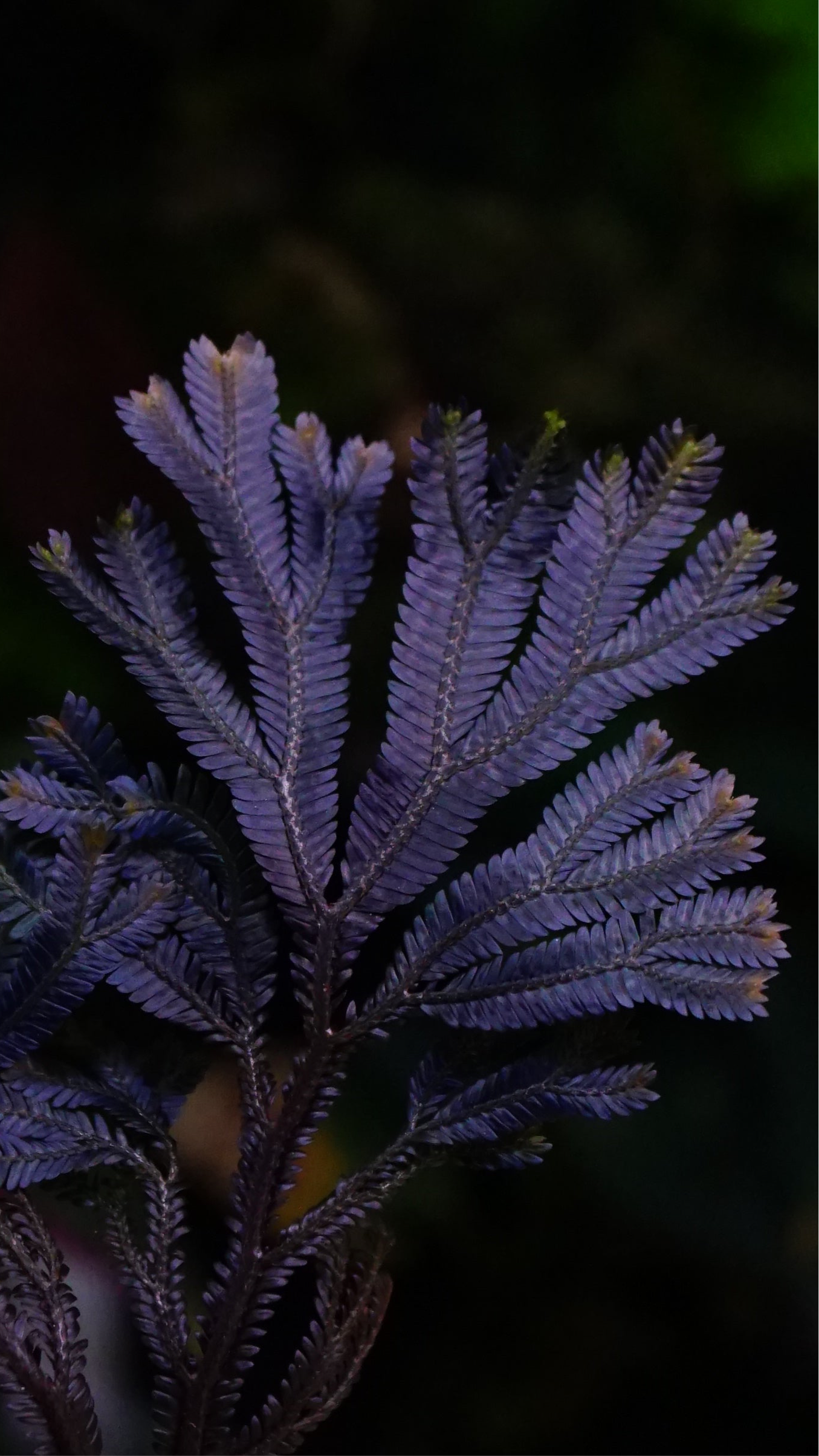 Selaginella sp ( dark species )