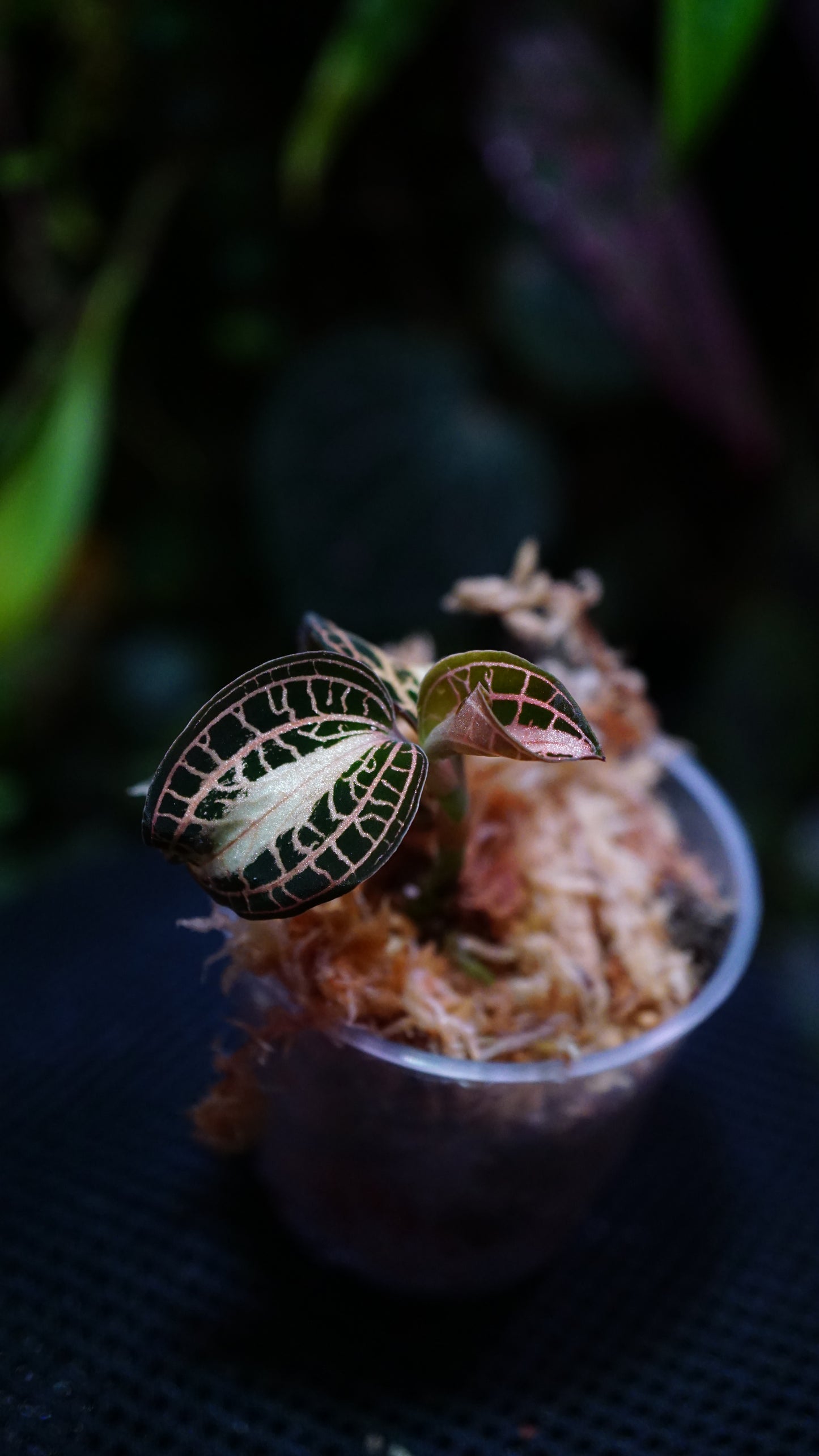 Anoectochilus albolineatus