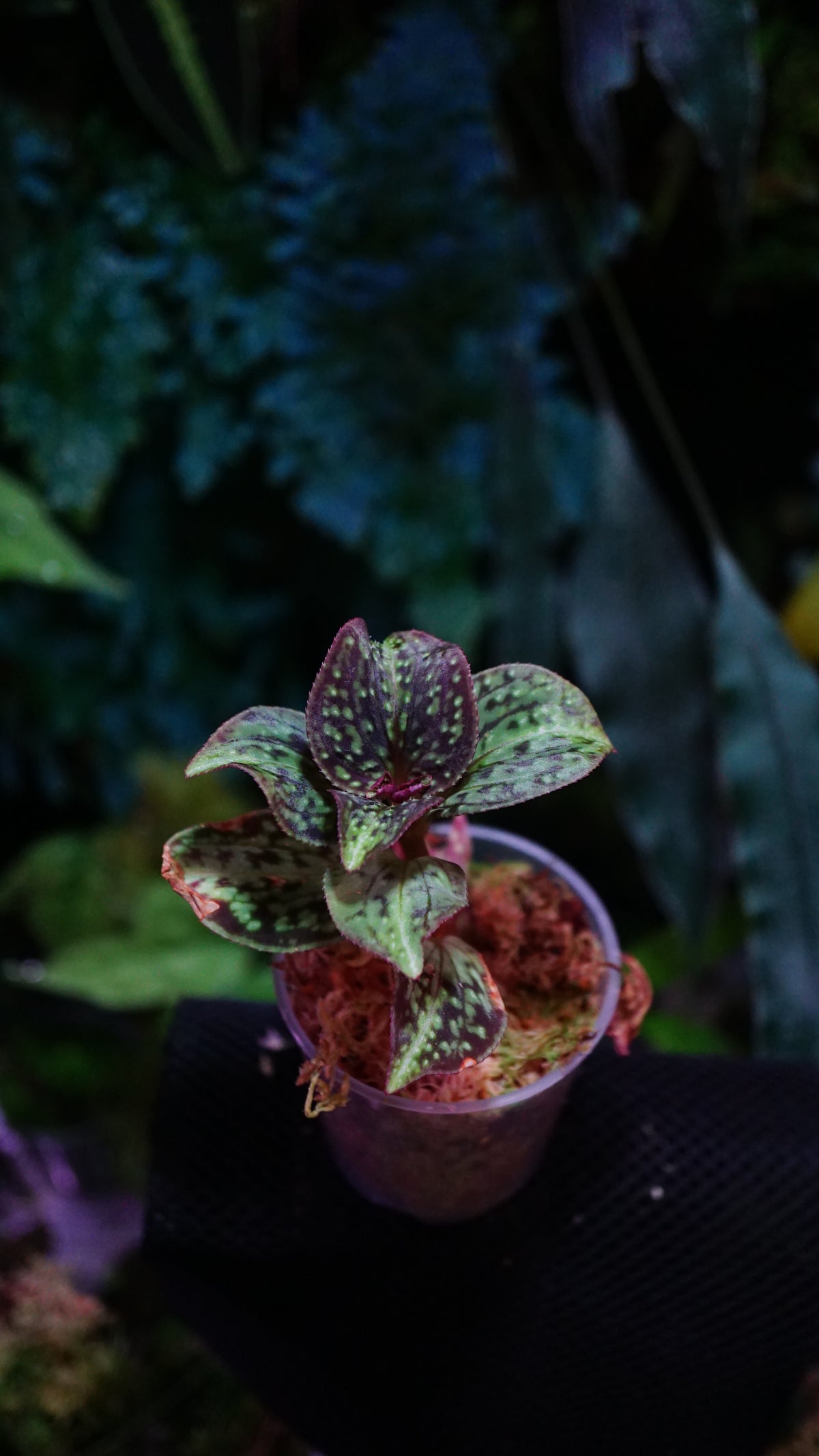 Sonerila dongii