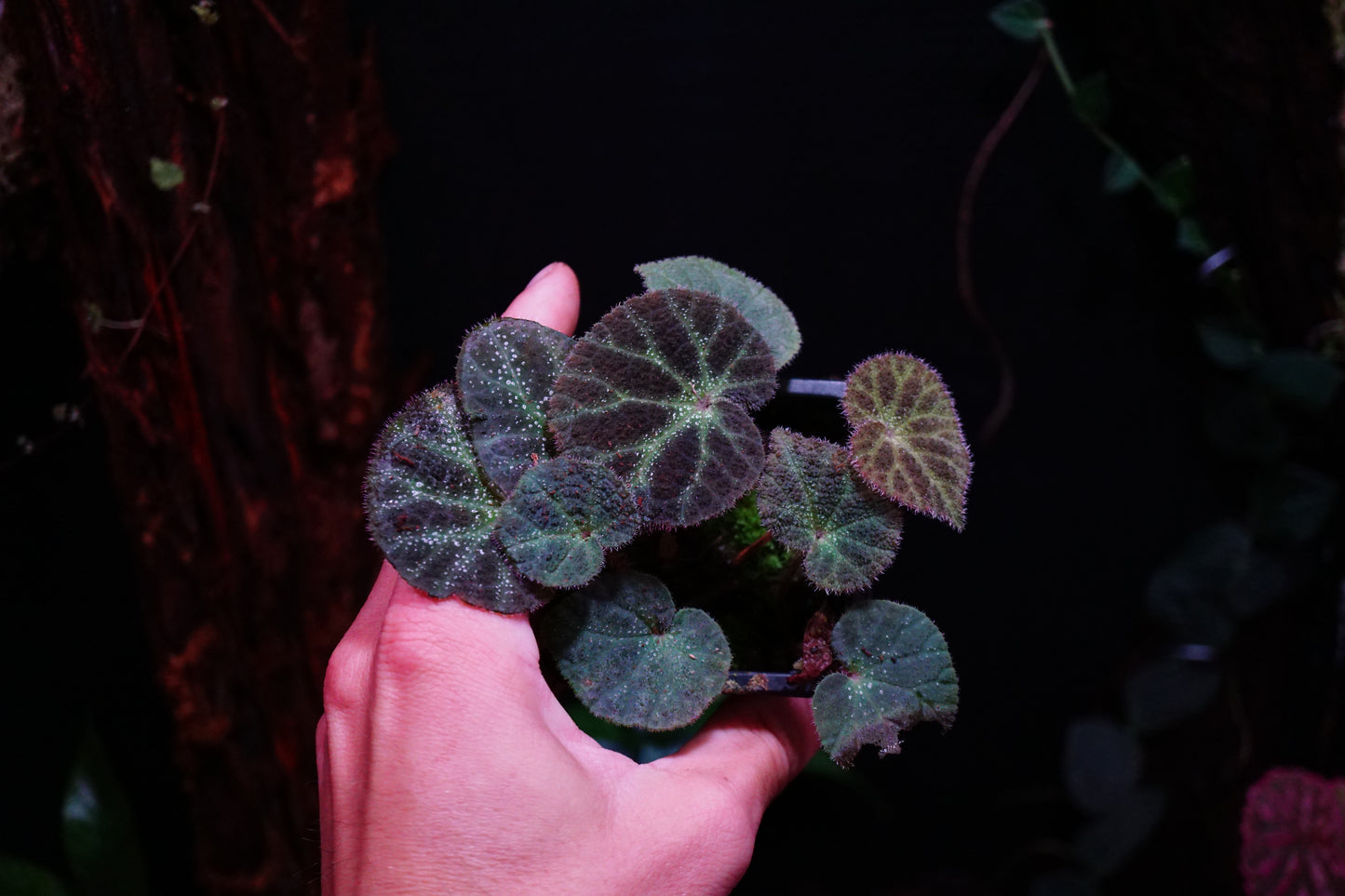 Begonia ningmingensis
