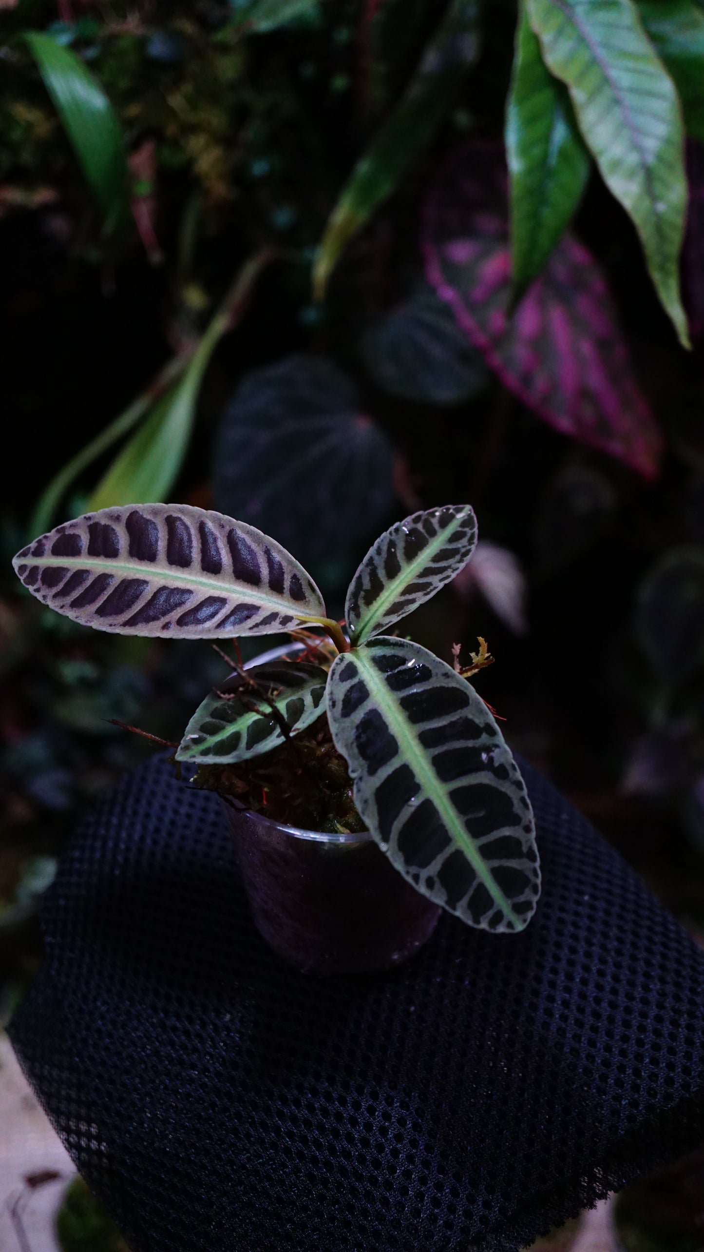 Emblemantha ( labisia )