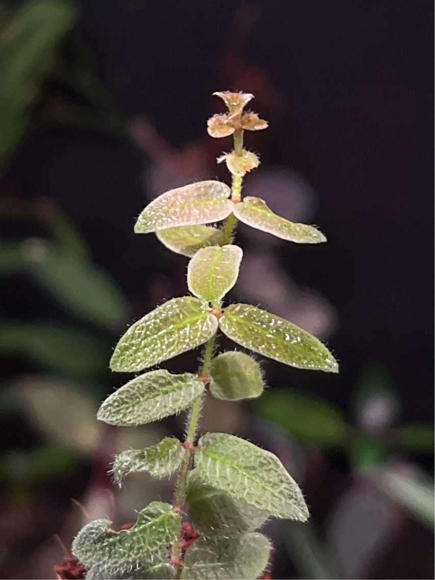 Micrechites Serpilifolia