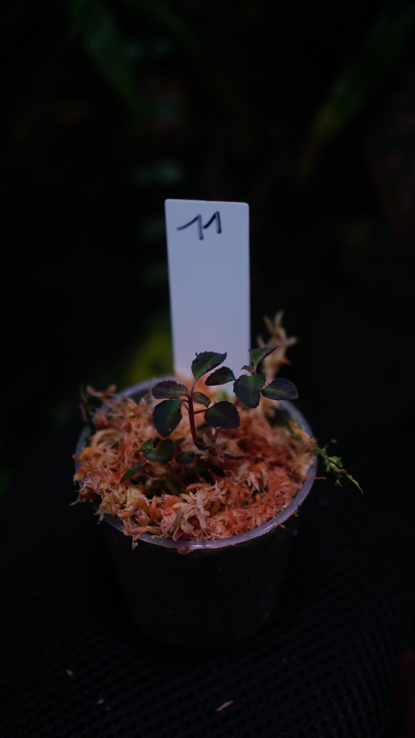 Sarcopyramis Sumatra n11