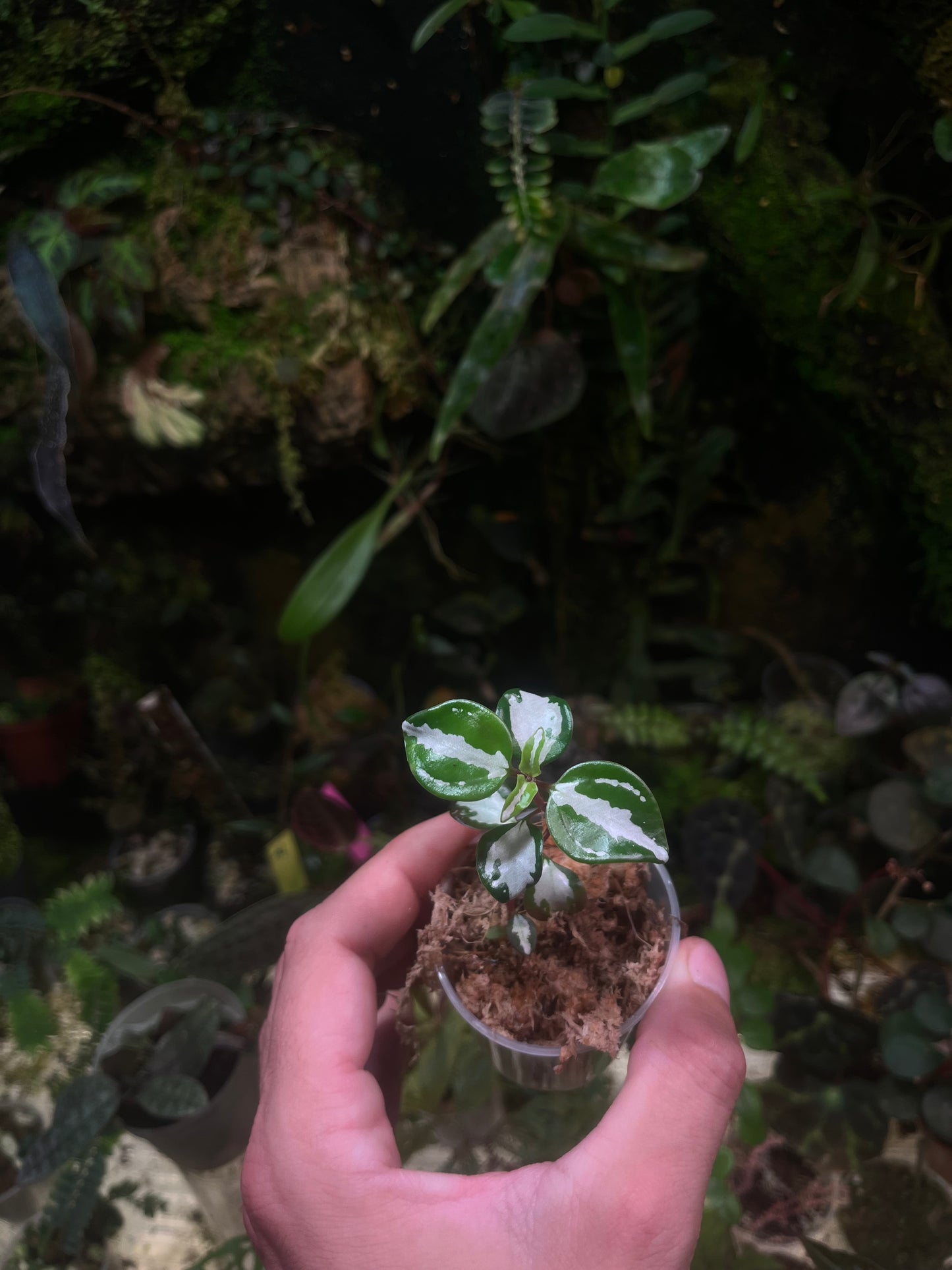 Sonerila sp