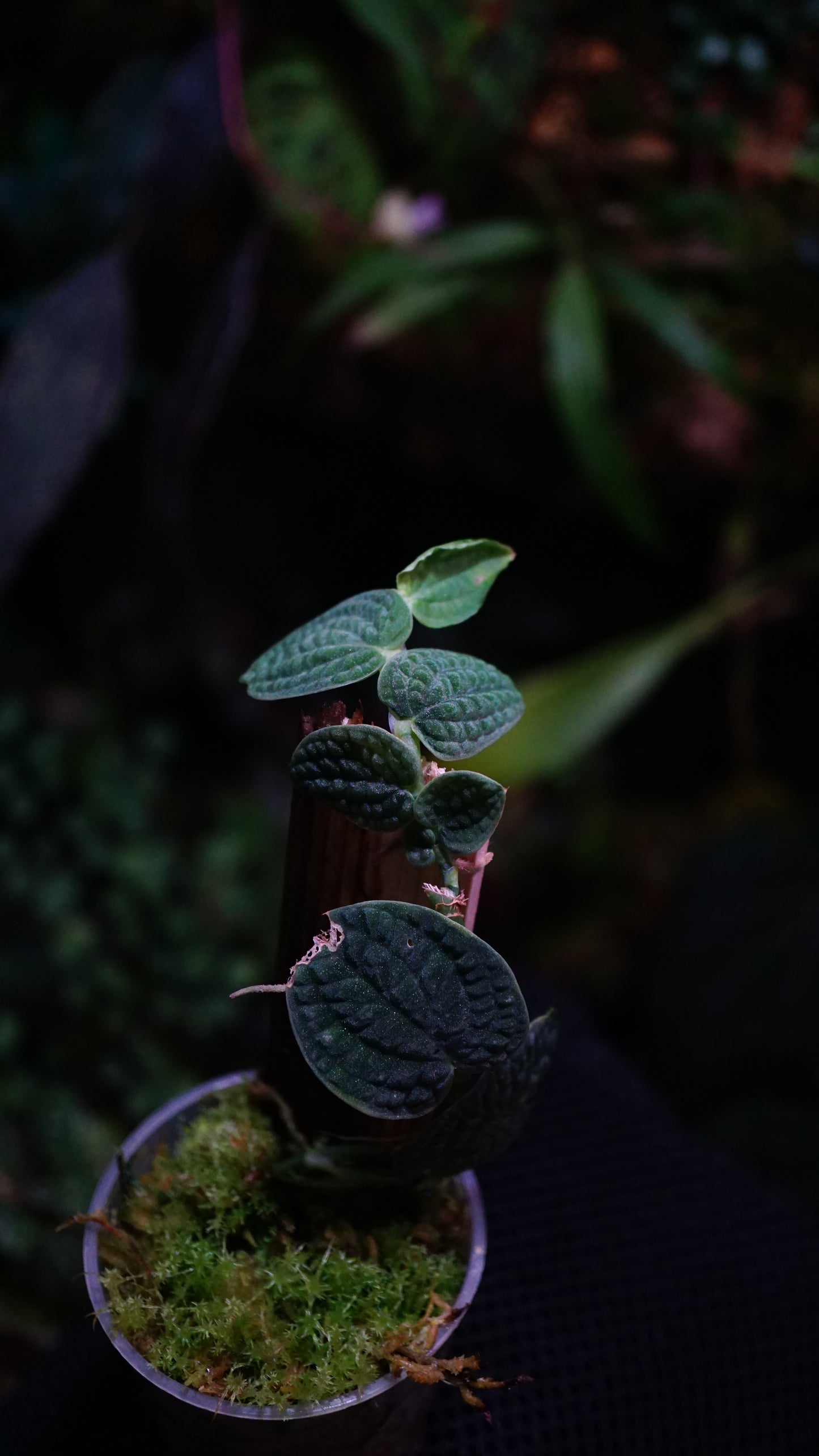 Piper sp schwarz