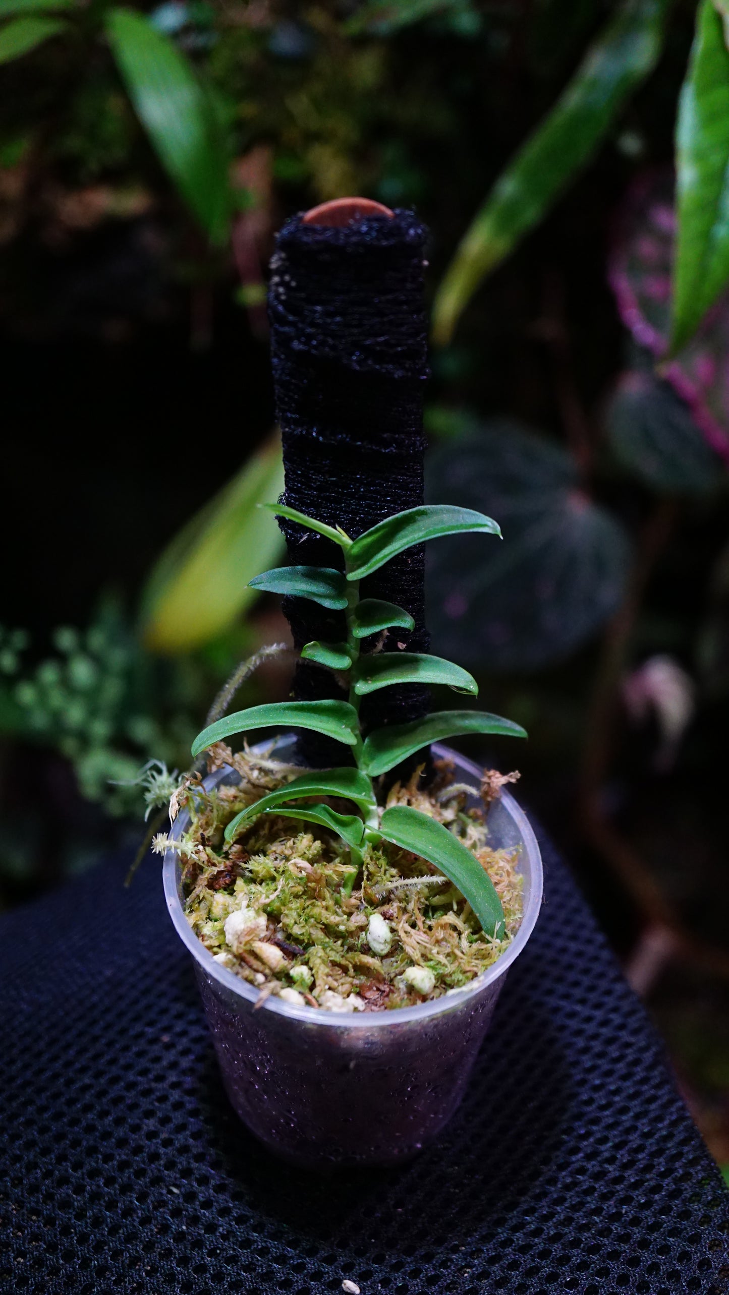 Raphydophora tenuis