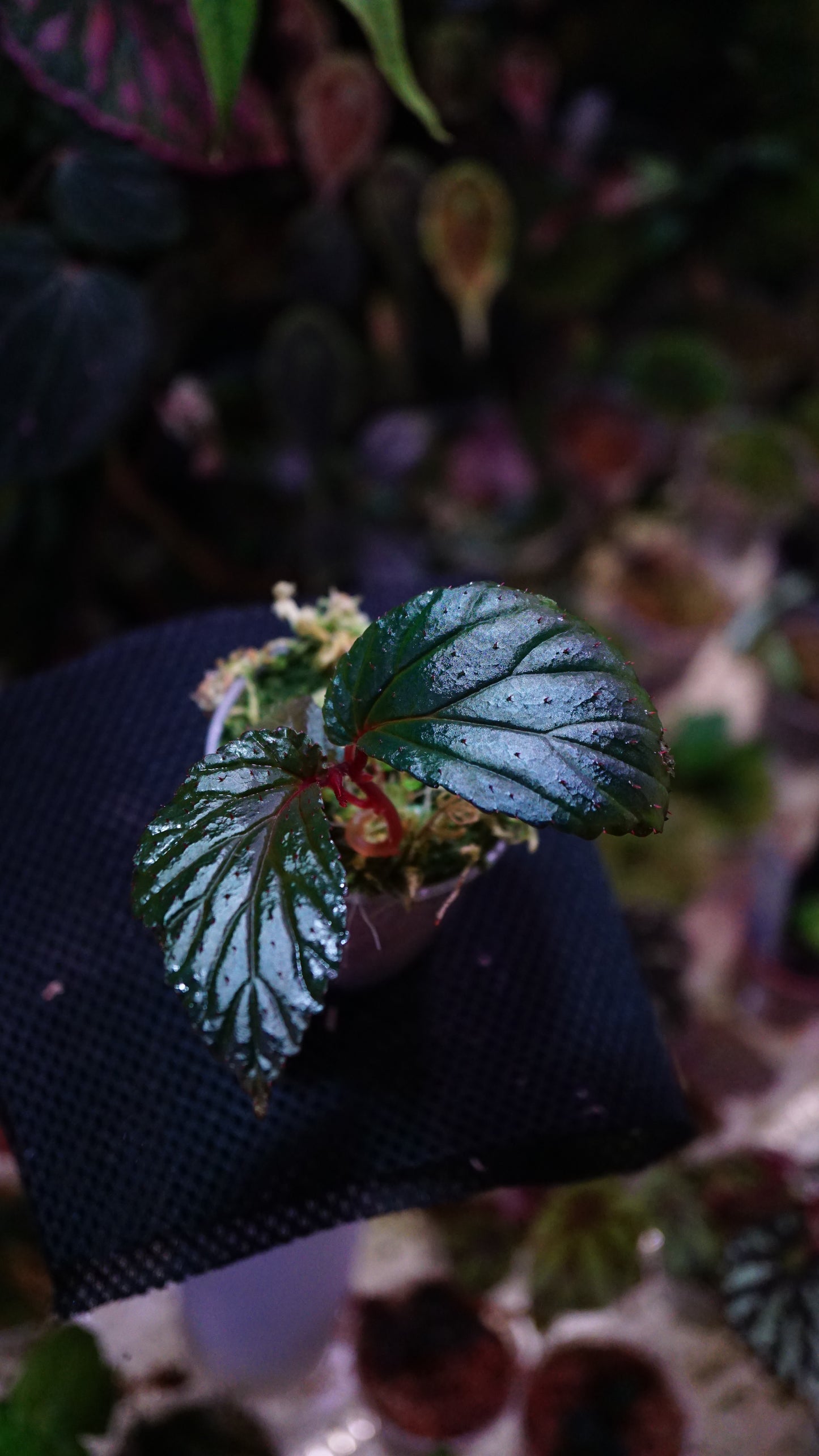 Bégonia sp
