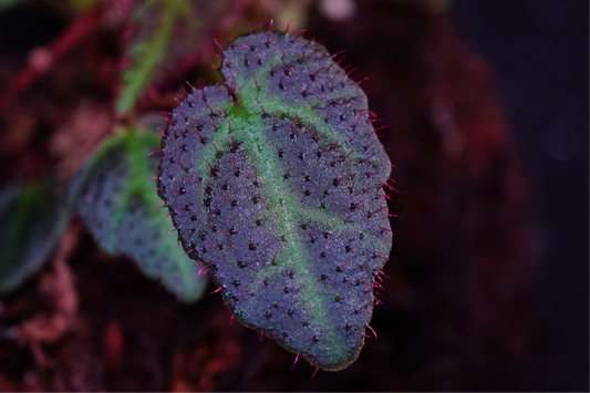Begonia sp (Sumatra)