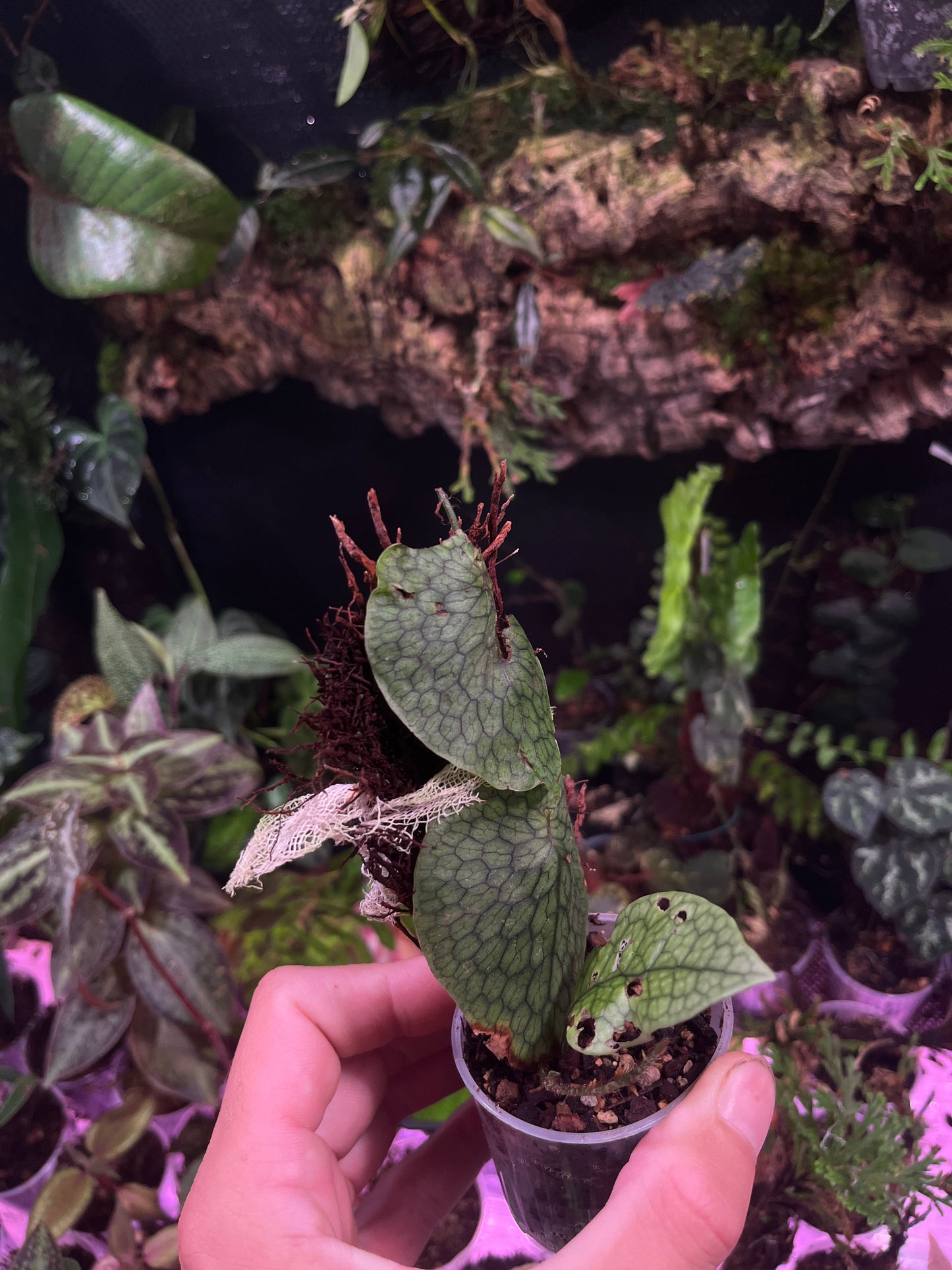 Dendroconch annabellae