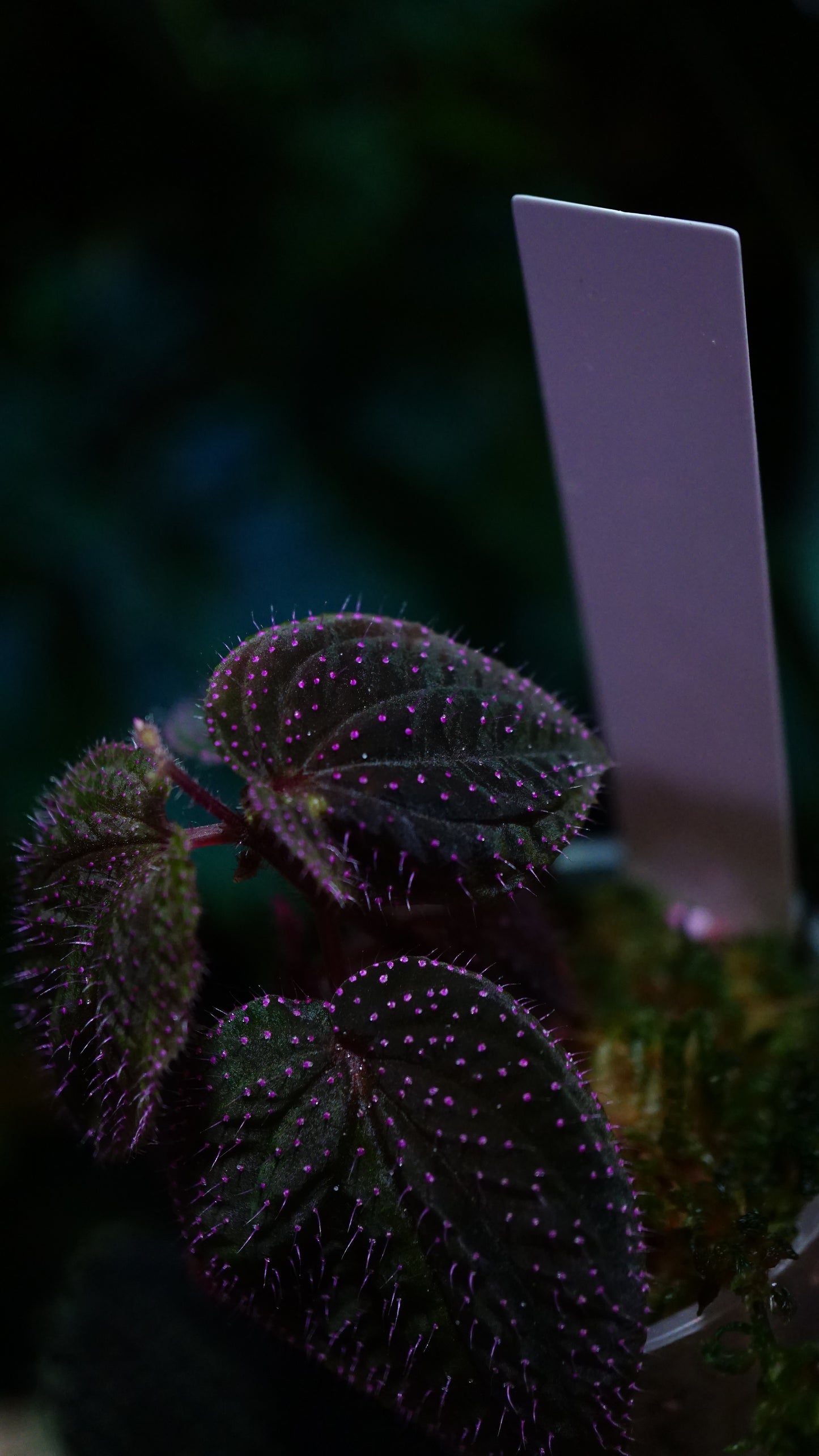 Sarcopyramis sp pink