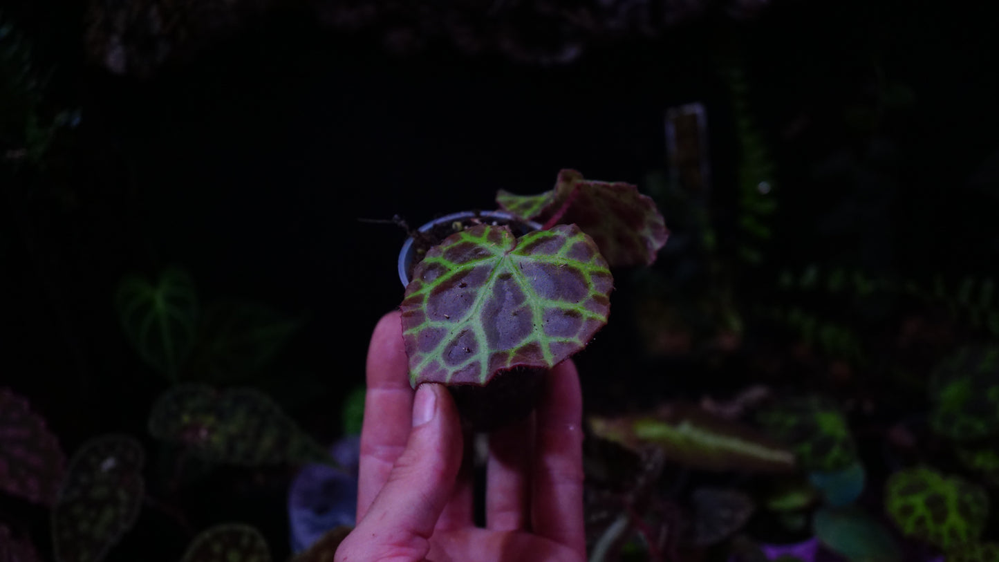 Begonia rajah