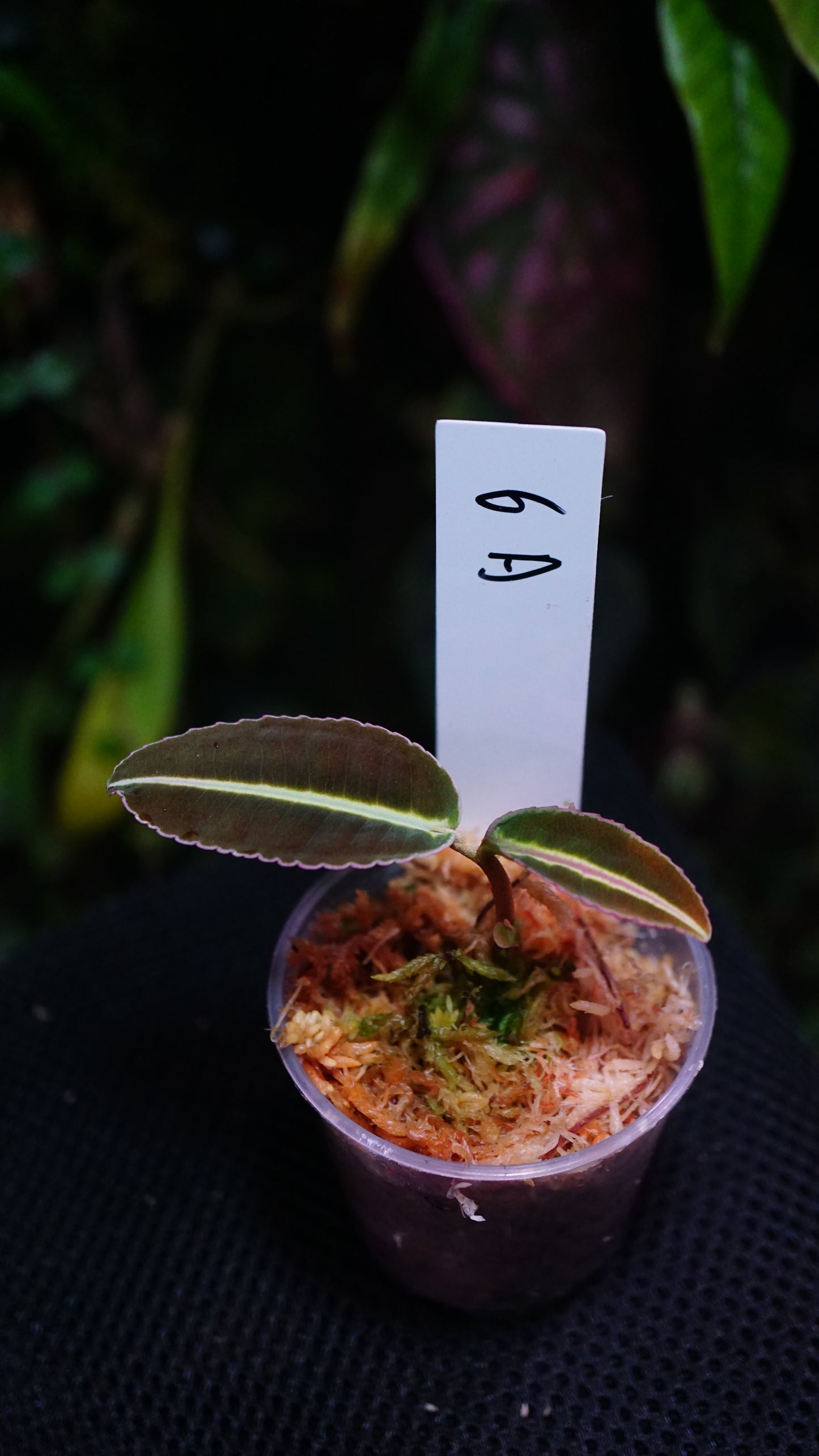 Labisia 6 A