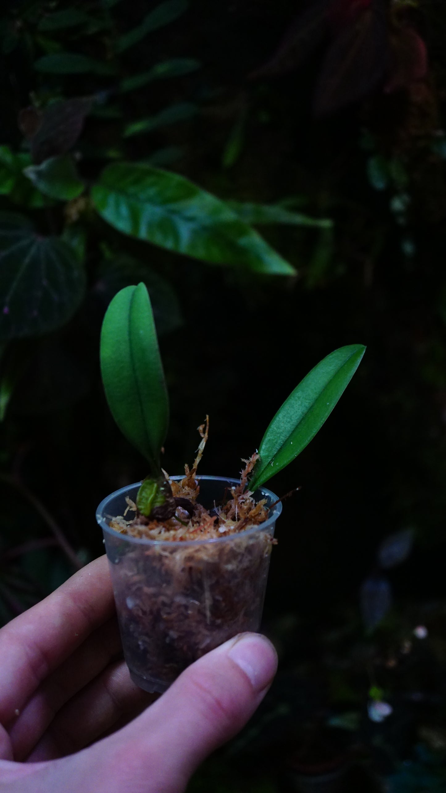 Bulbophyllum sp