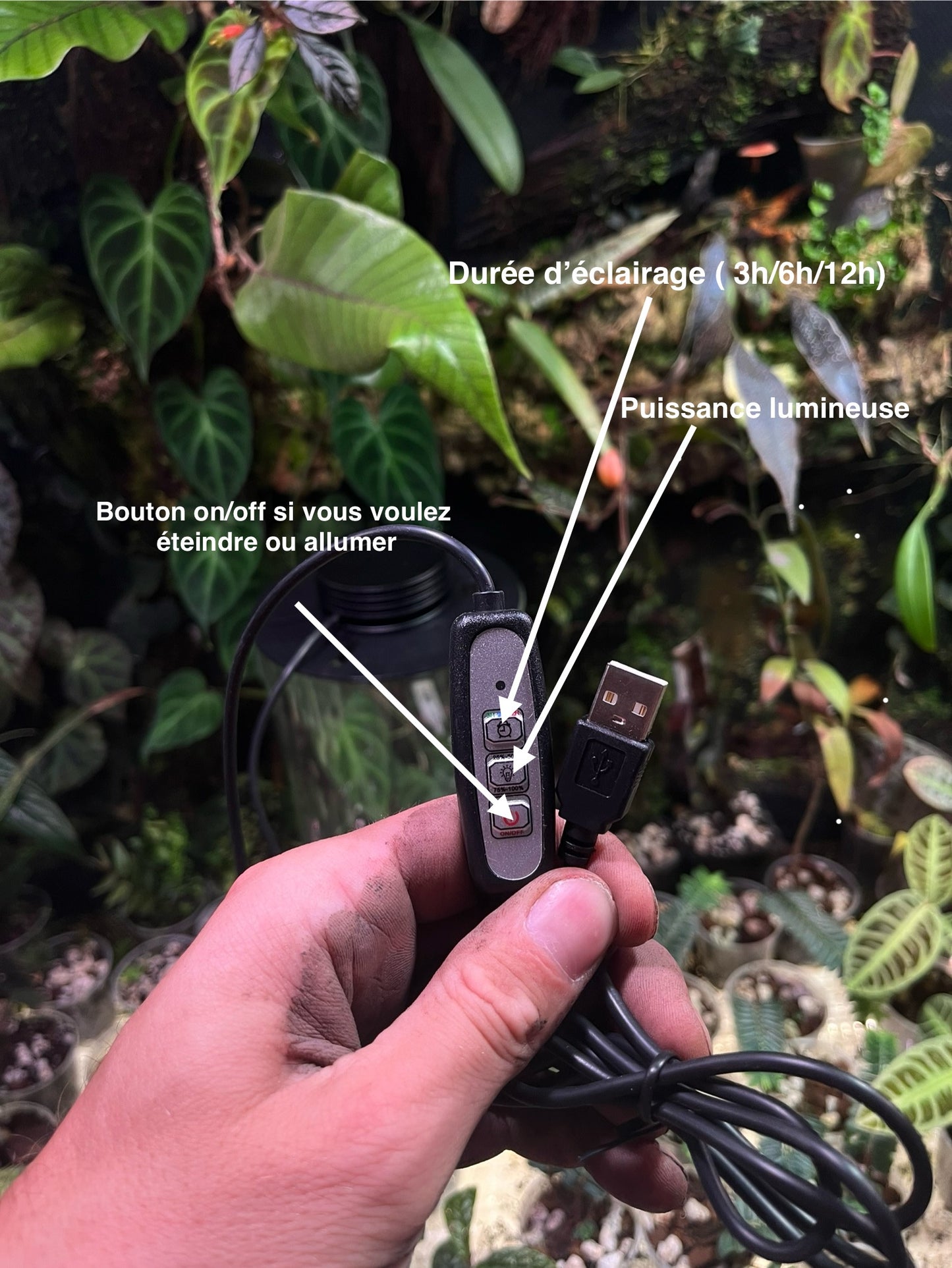 Kit miniterrarium bocal + lampe