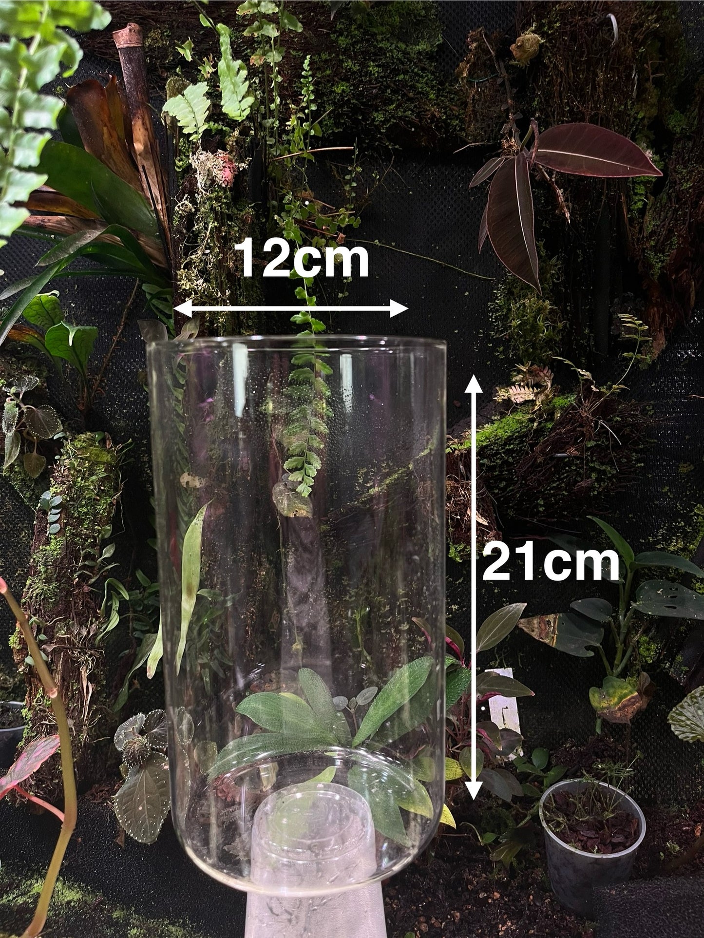 Kit miniterrarium bocal + lampe