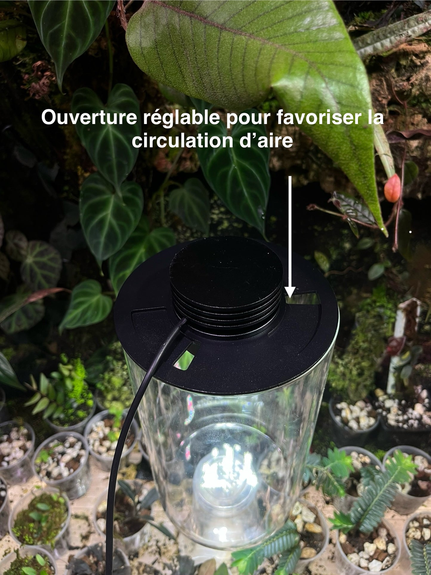 Kit miniterrarium bocal + lampe