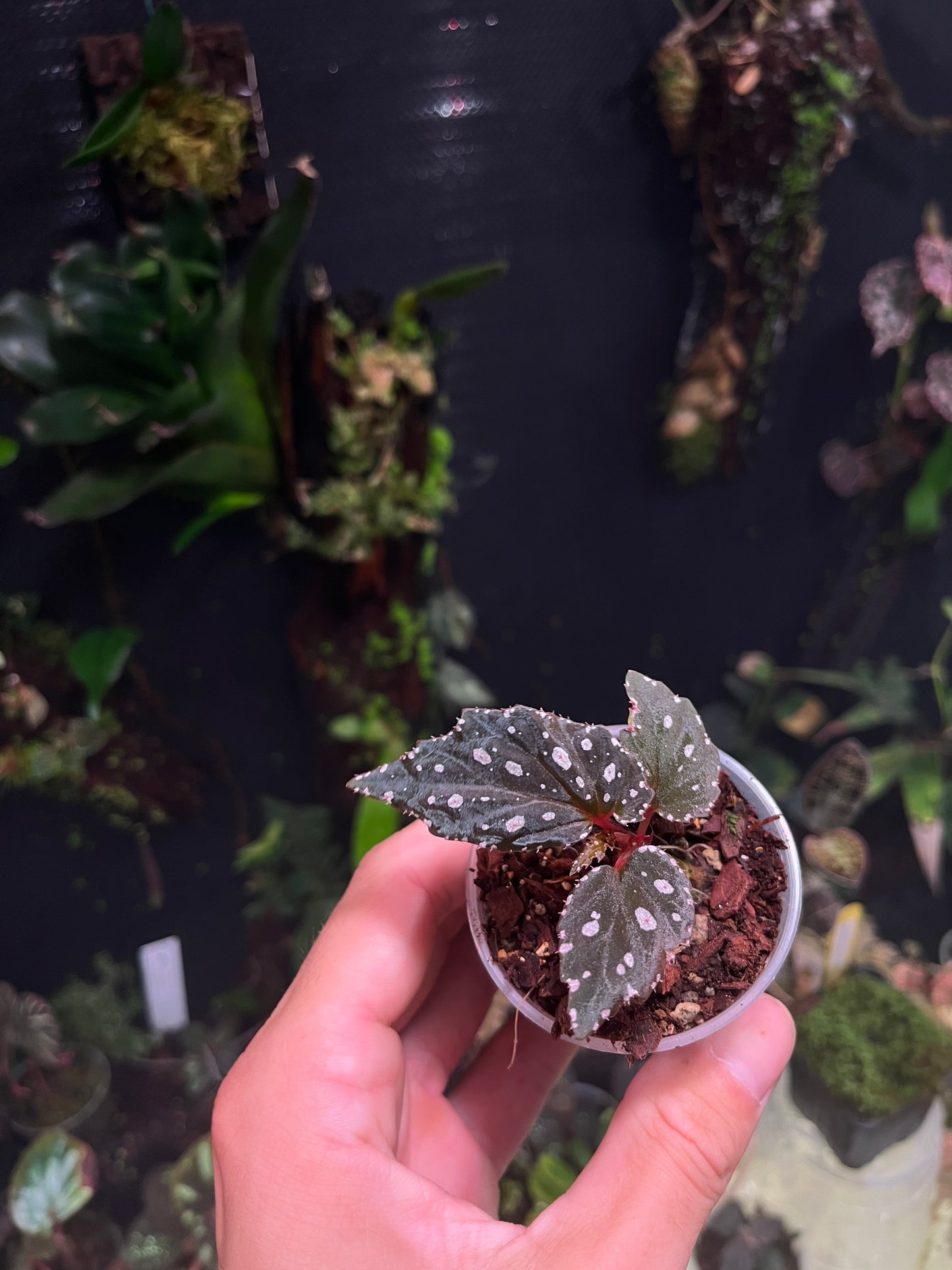 Begonia Sumatra white dot