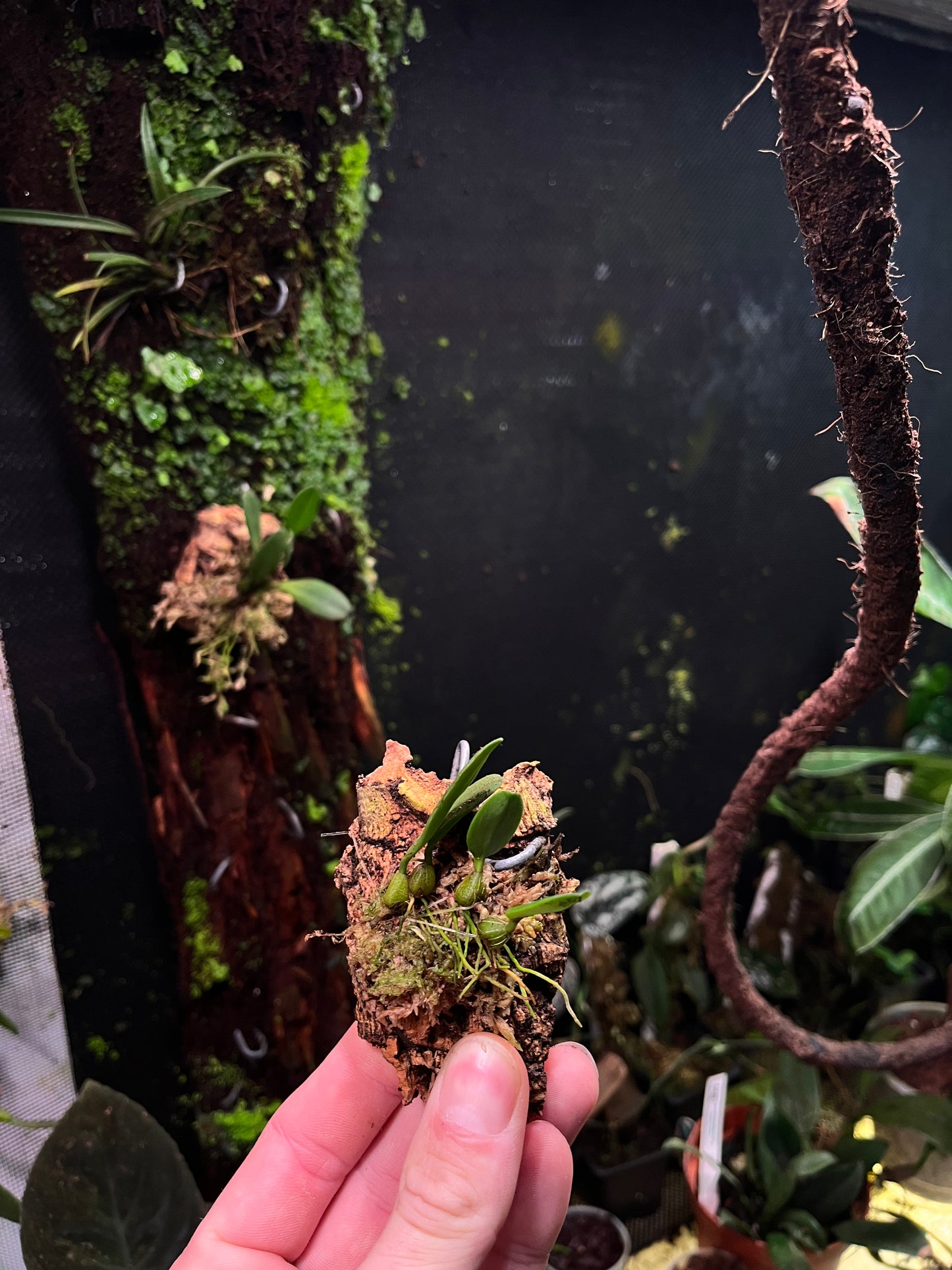 Bulbophyllum taiwanense