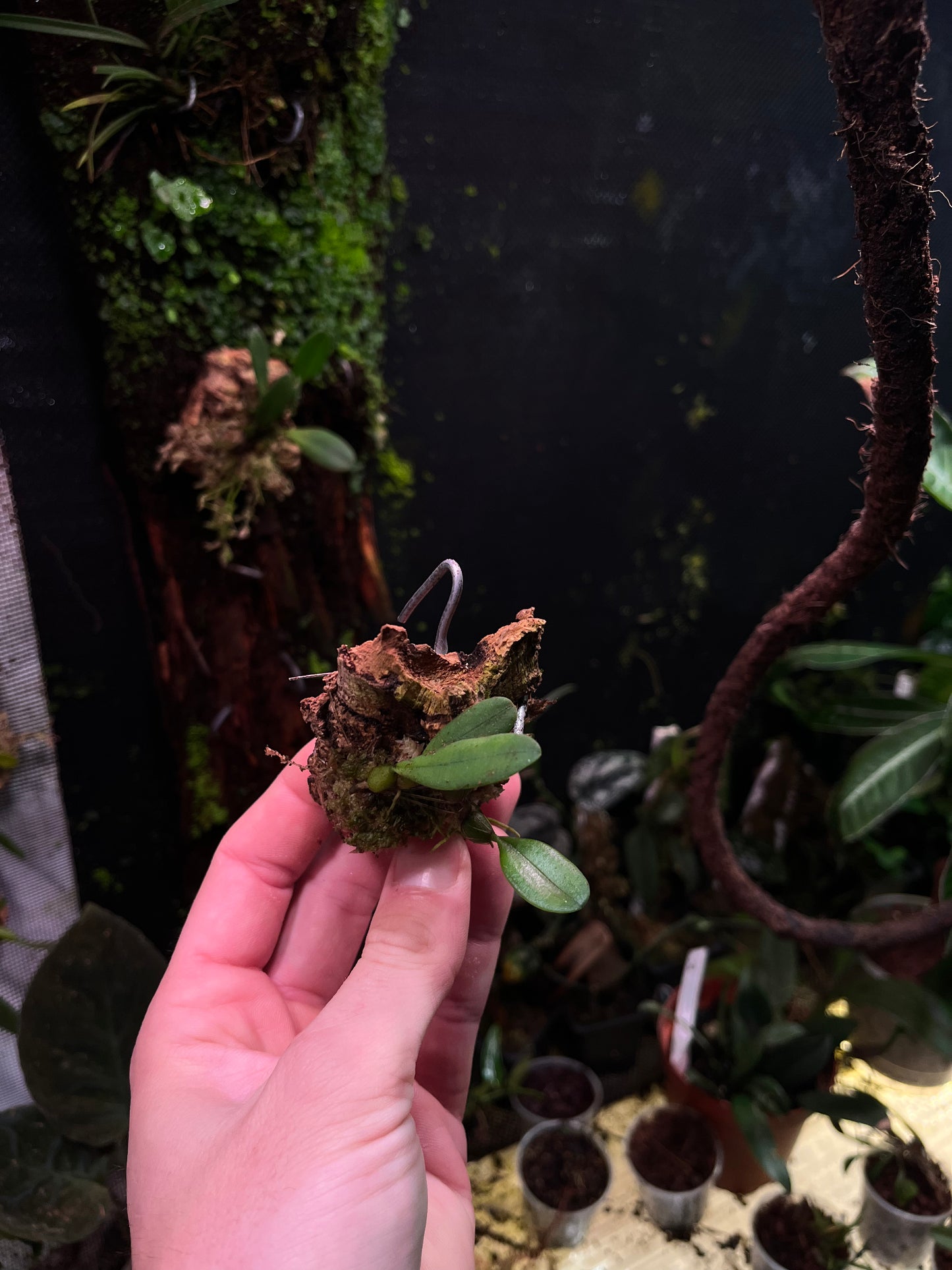Bulbophyllum taiwanense