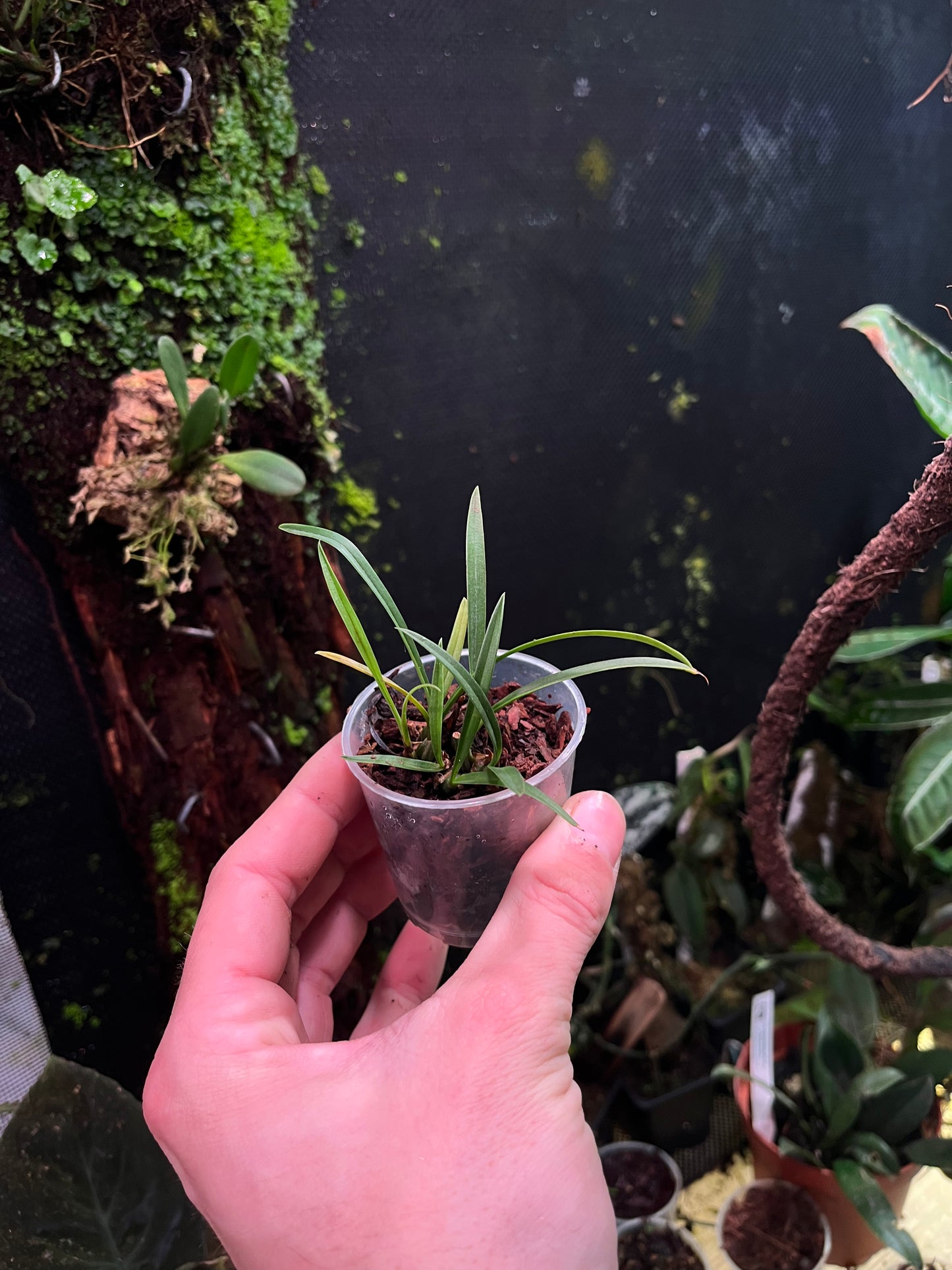 Maxillaria schunkeana