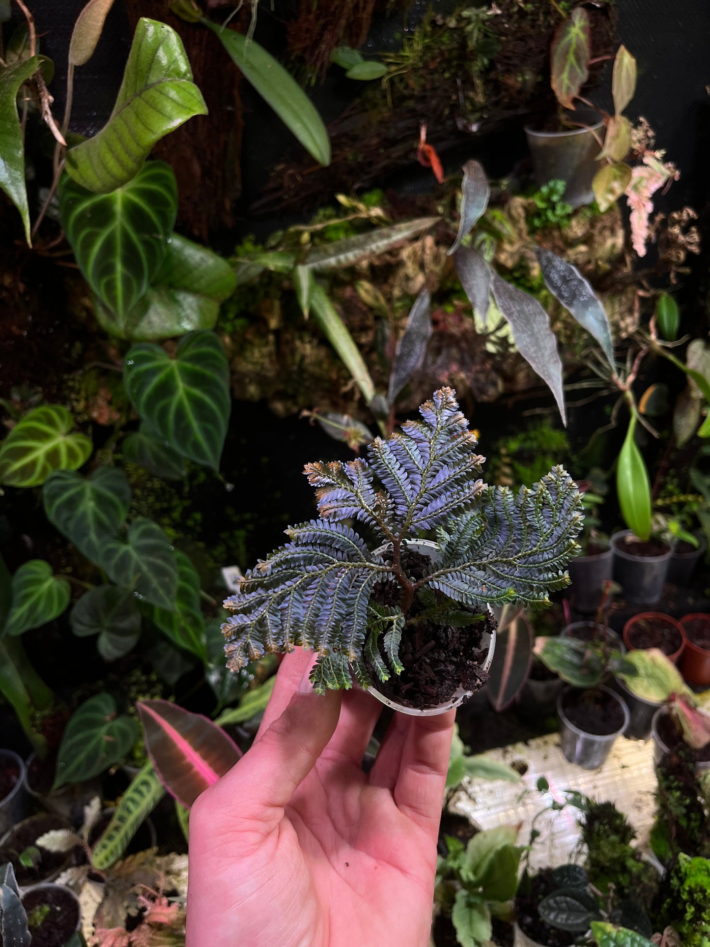 Selaginella hologramme