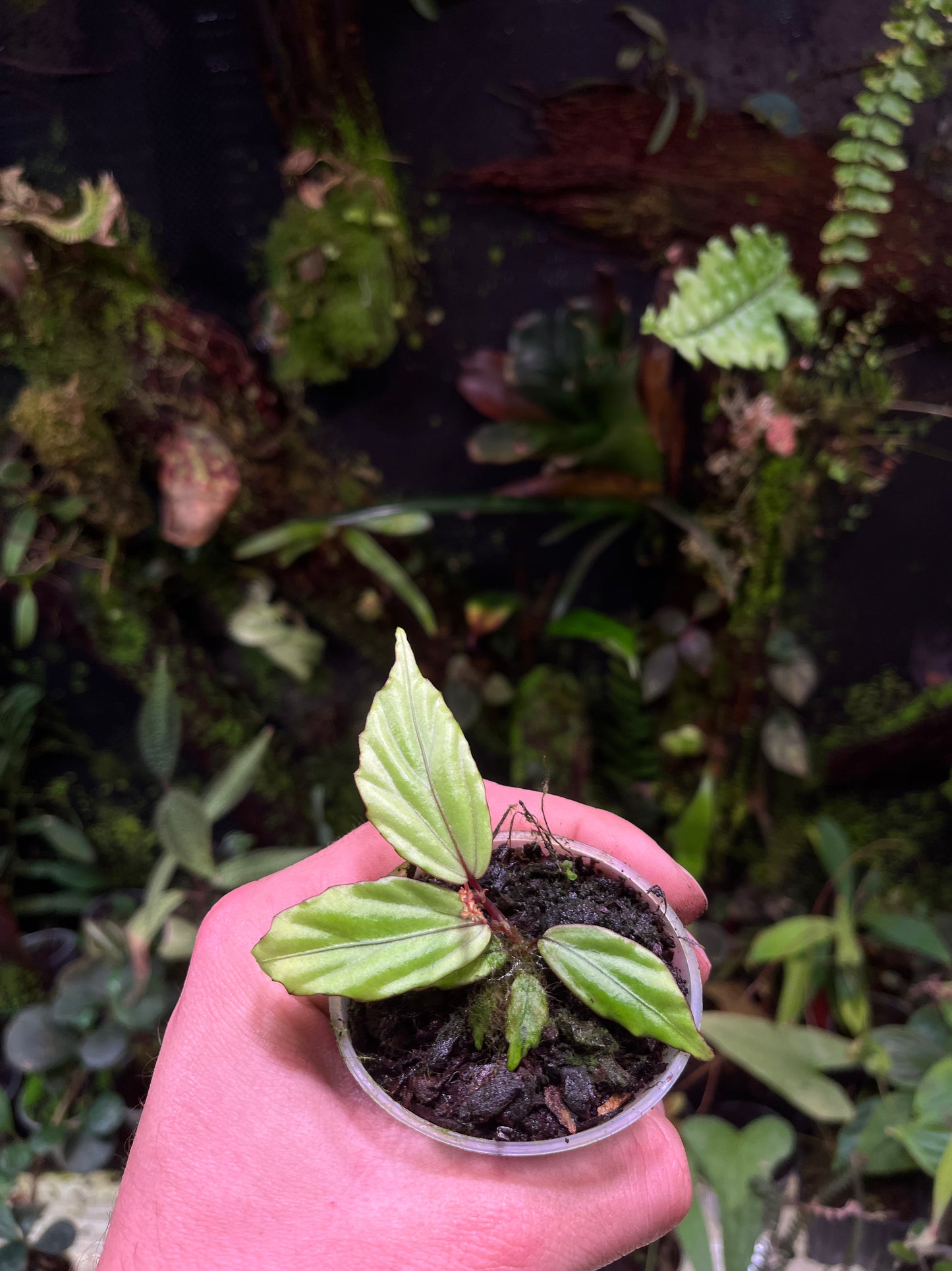 Bégonia sp