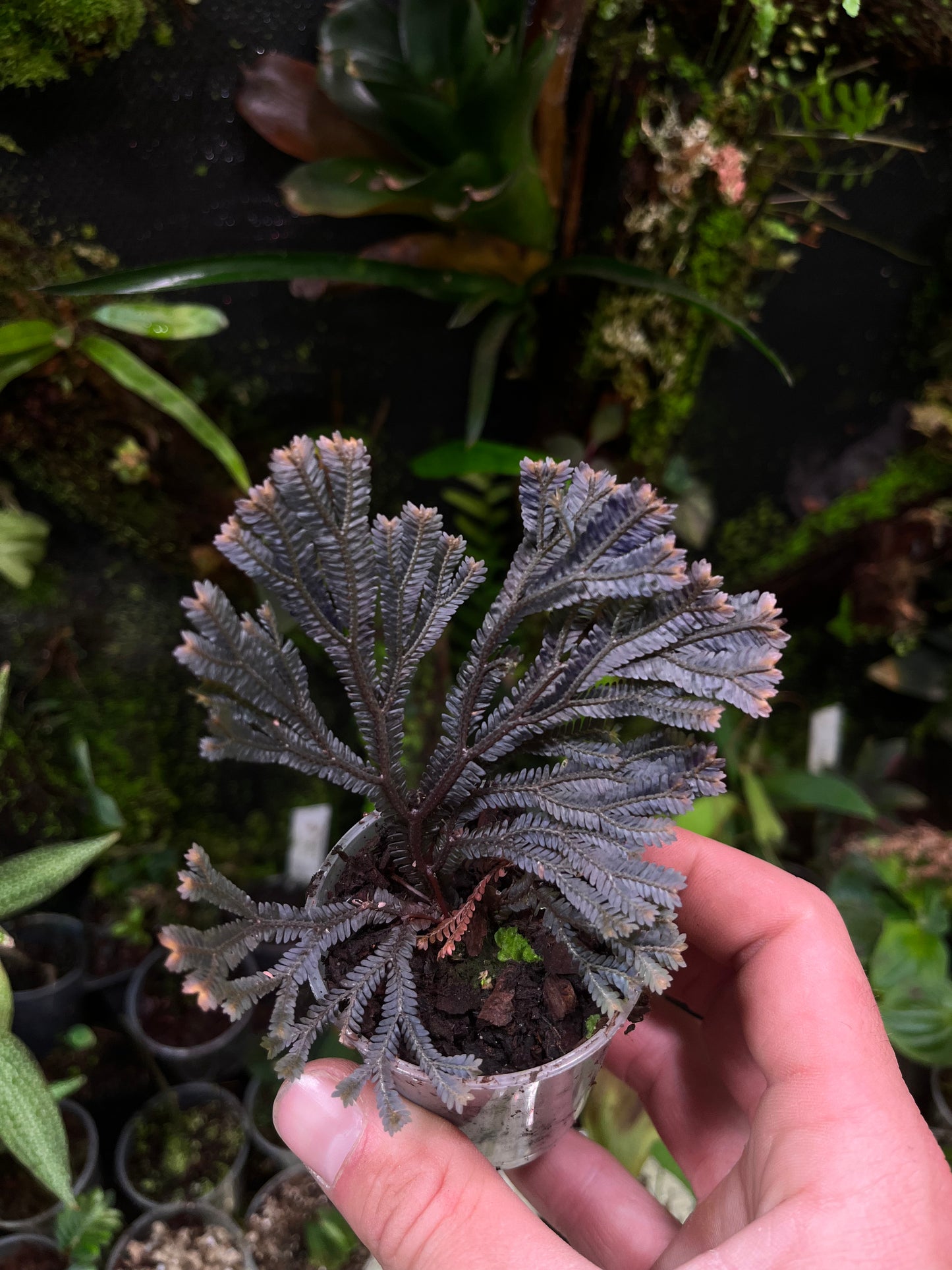 Selaginella sp ( dark species )