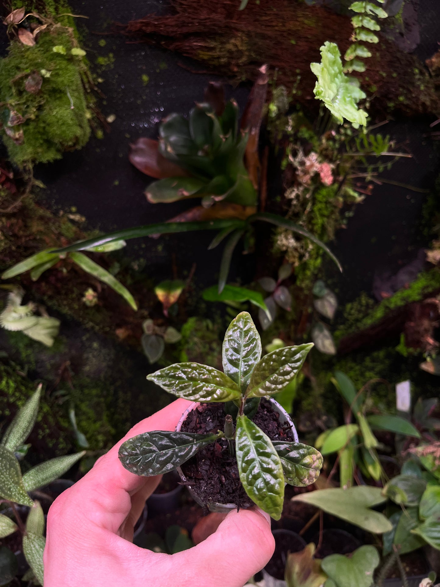ardisia odontophylla
