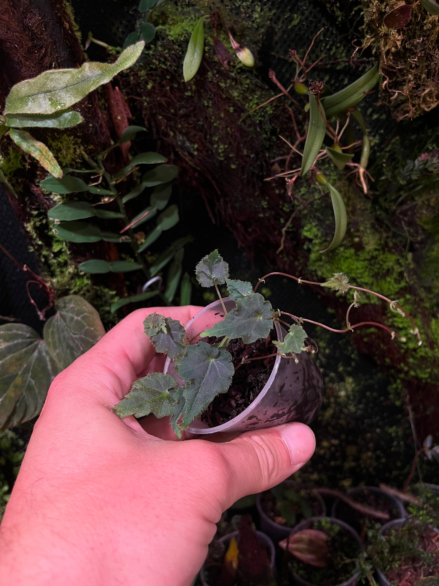 Bégonia ( gobenia section )