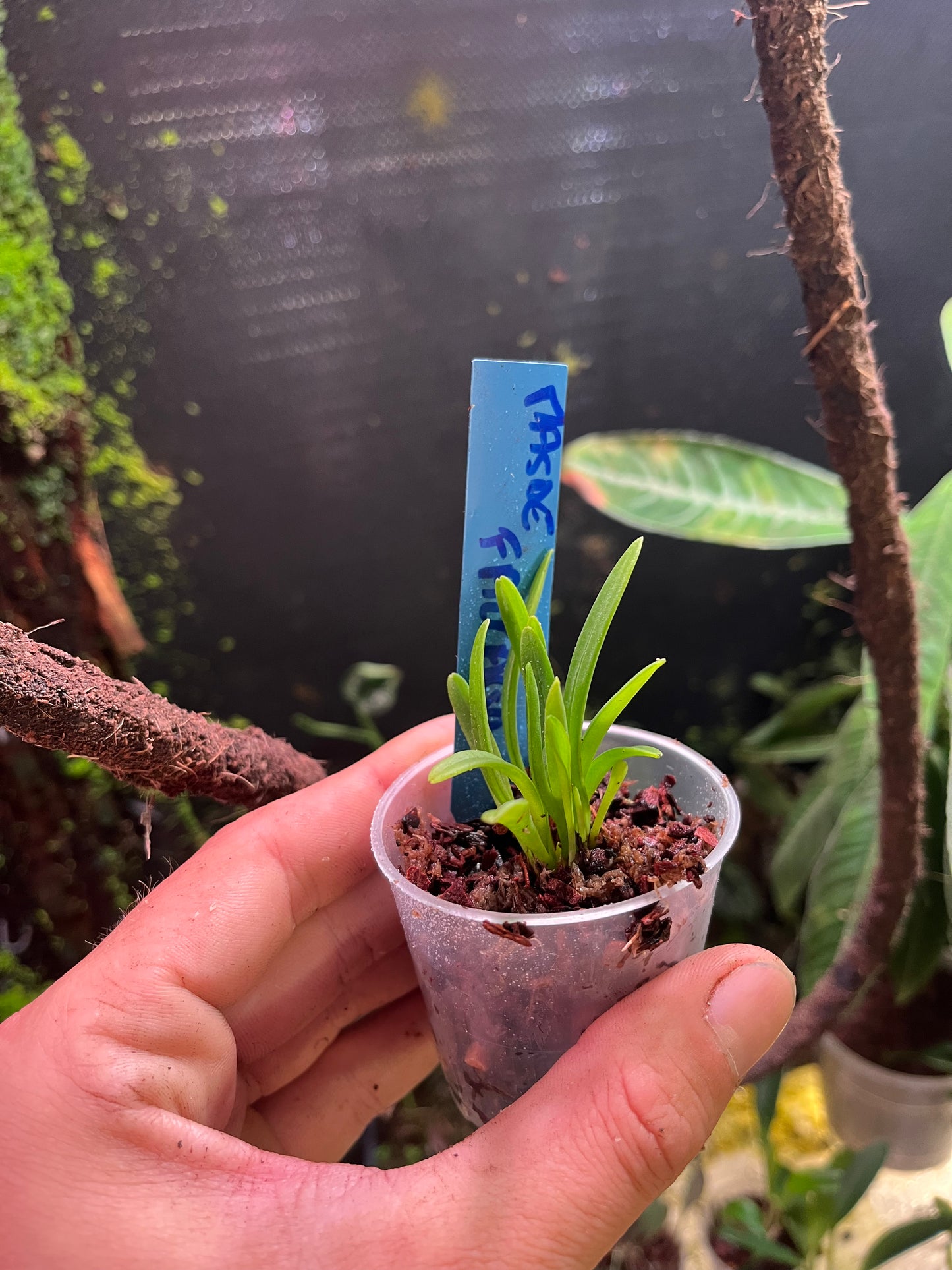 Masdevallia falcago