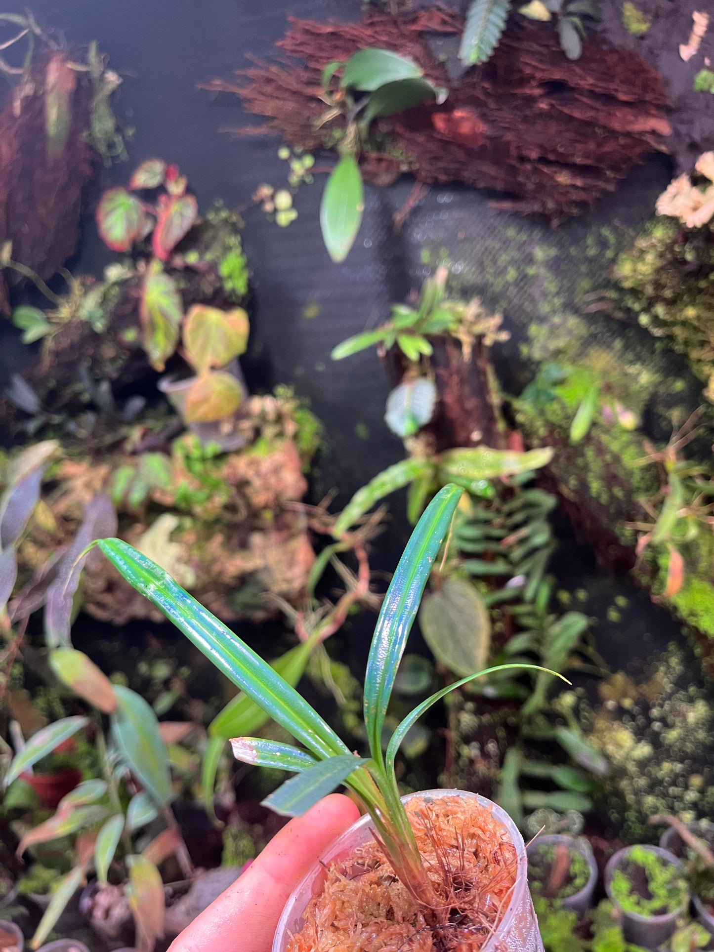 Mapania caudata