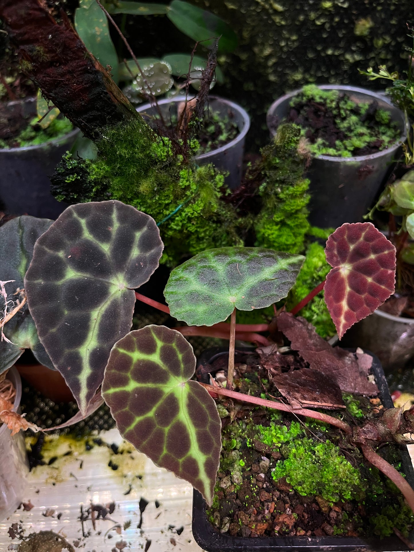 Begonia sp Trang