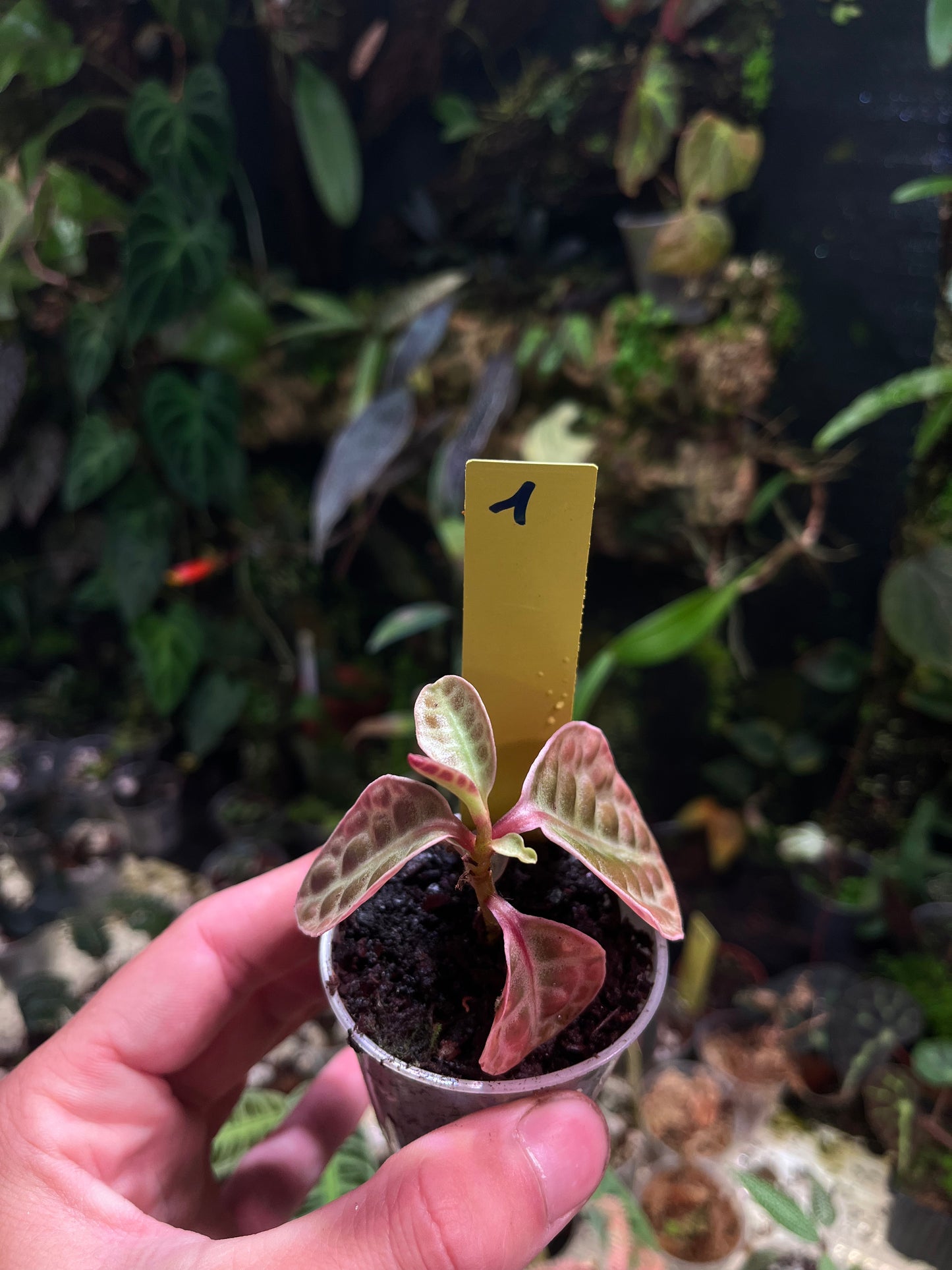 Emblemantha (labisia) N 1