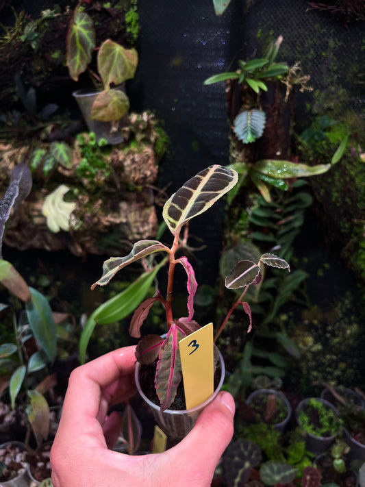 Emblemantha ( labisia ) N 3