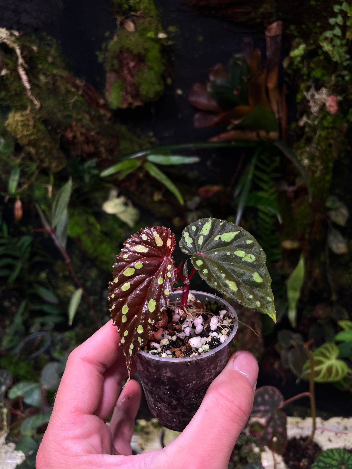 Bégonia atricha java