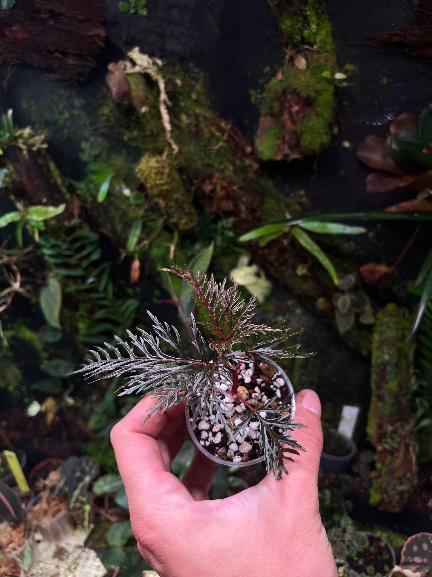 Bégonia bipinnatifida